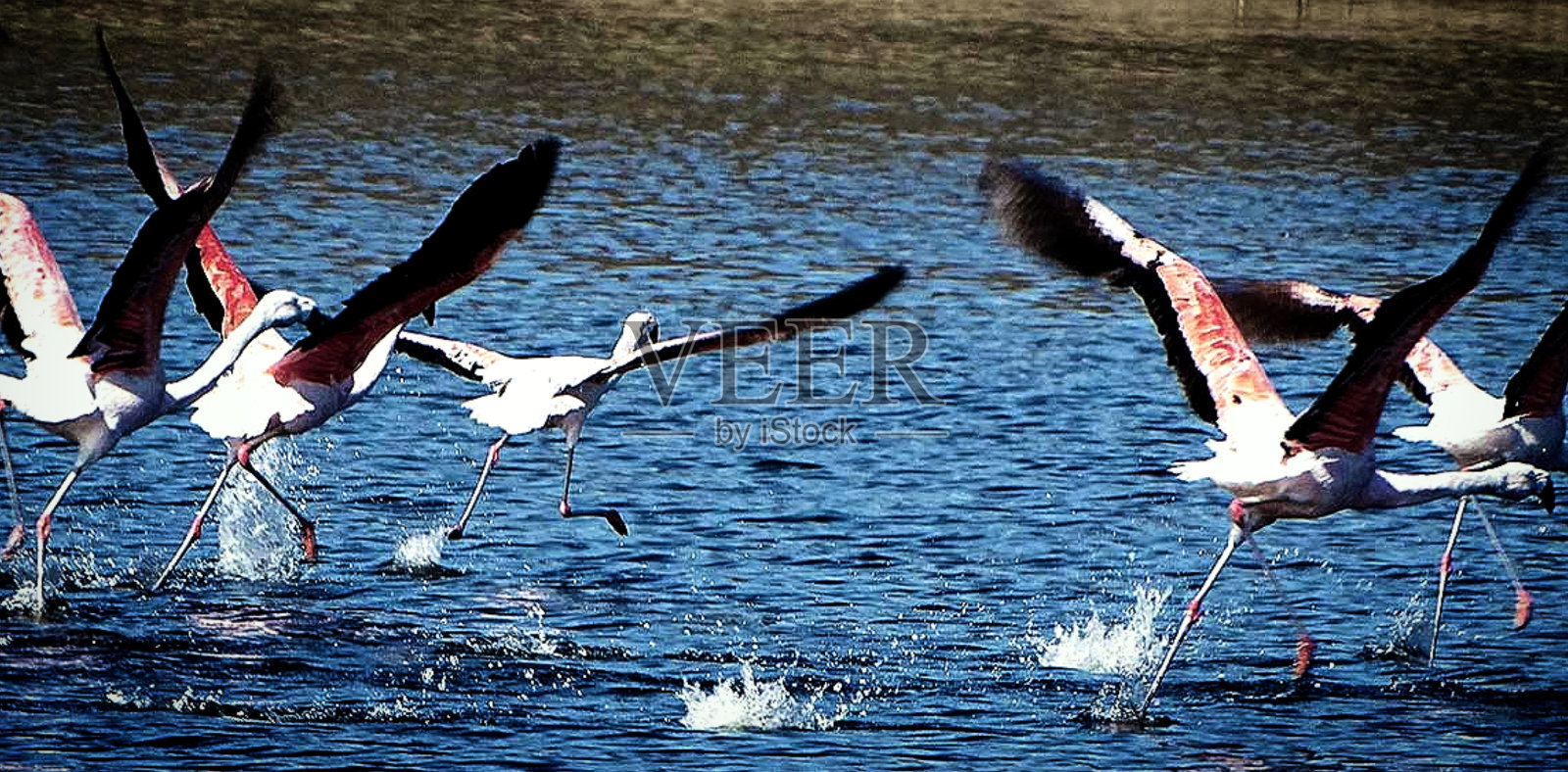 弗拉曼柯舞照片摄影图片