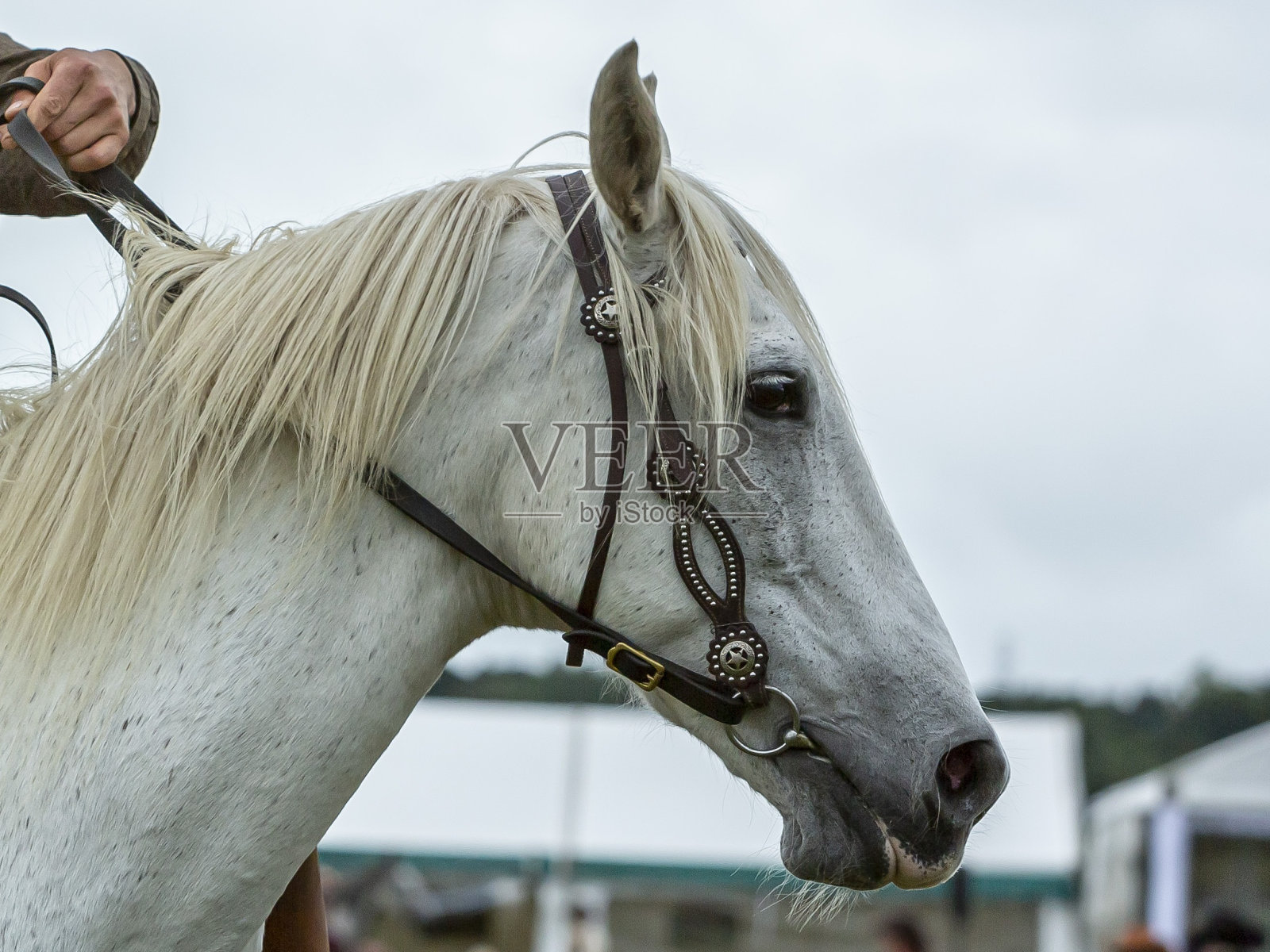白色种马:西式缰辔。照片摄影图片