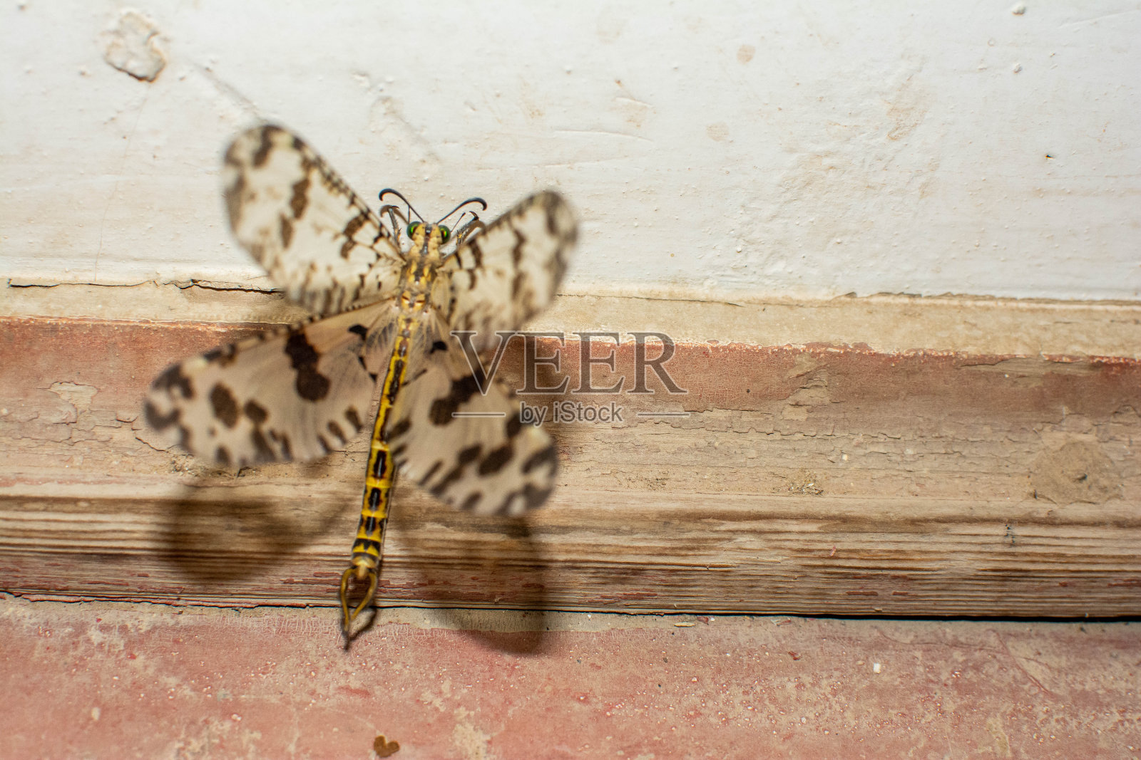 有着美丽翅膀的蝴蝶。独特的蝴蝶照片摄影图片