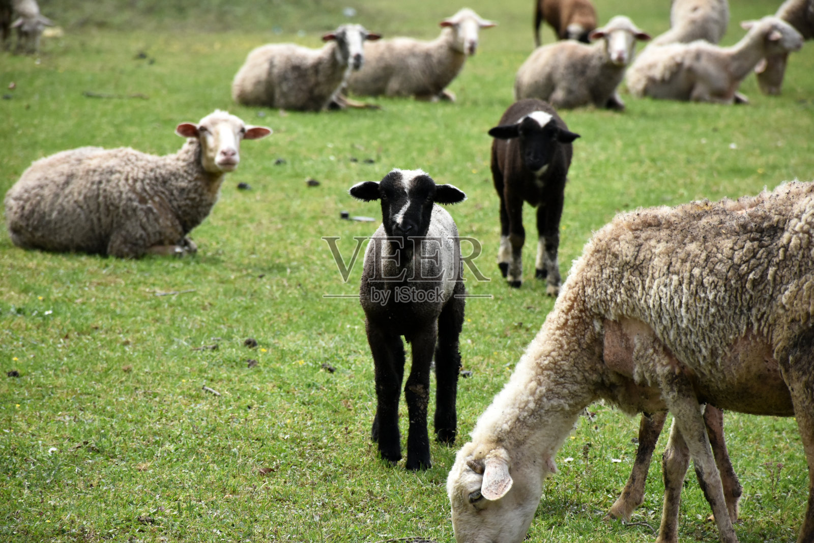 羊羔，绵羊和山羊照片摄影图片