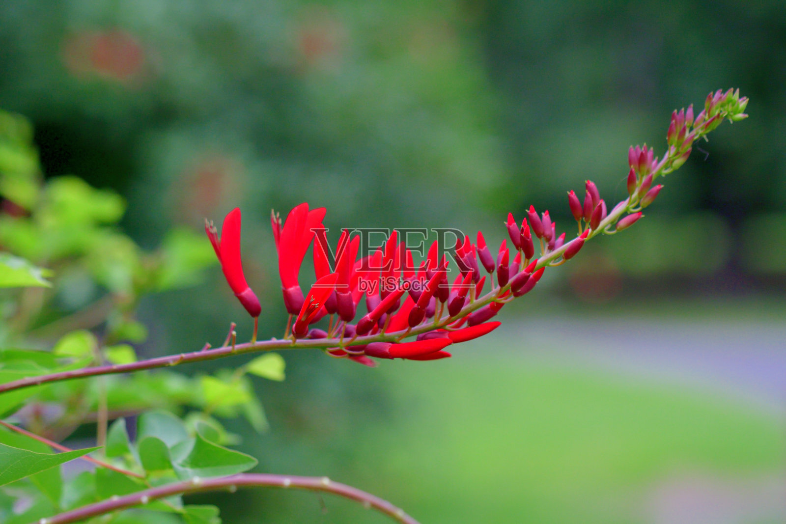 珊瑚树花/ Erythrina x Bidwillii照片摄影图片