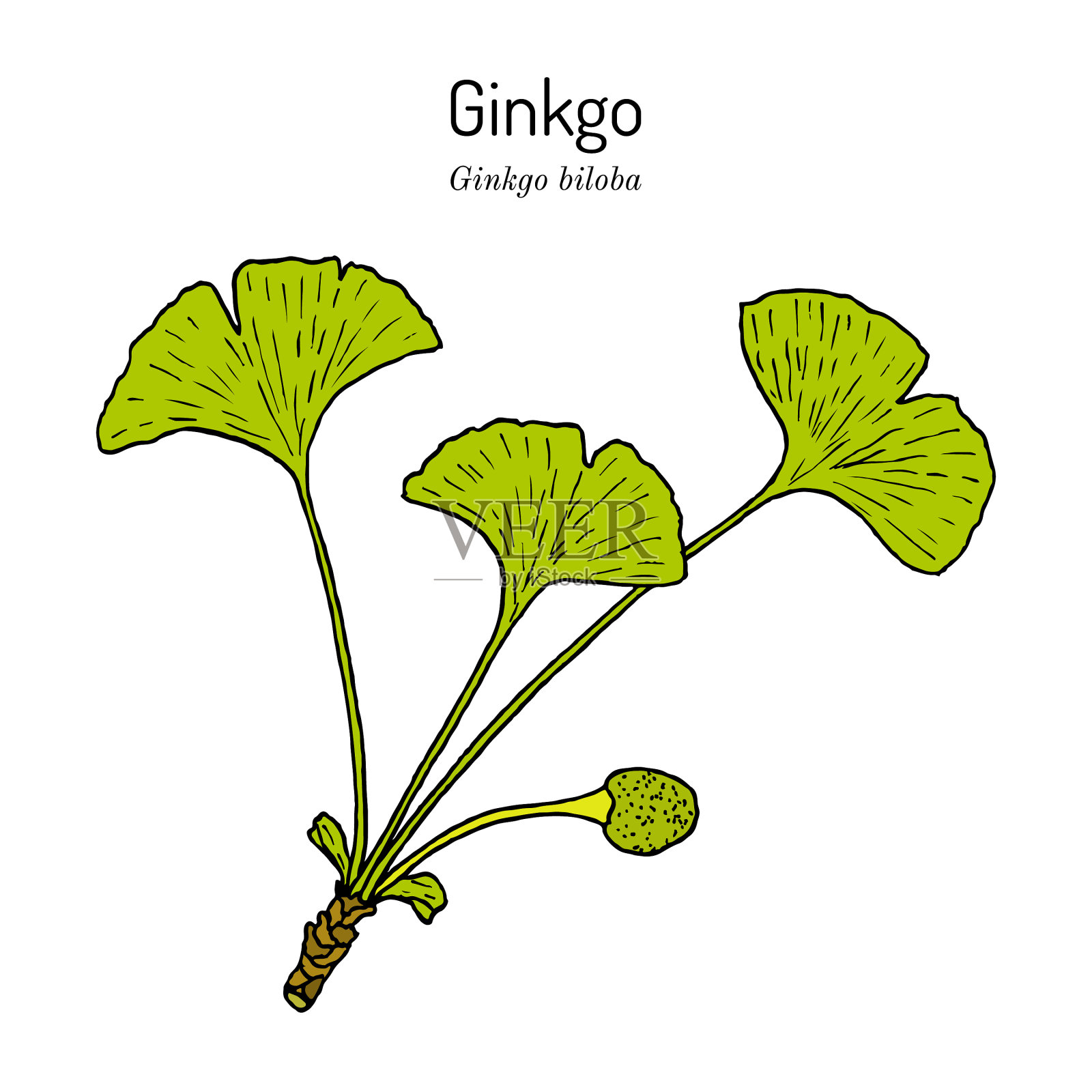 银杏，银杏或银杏插画图片素材