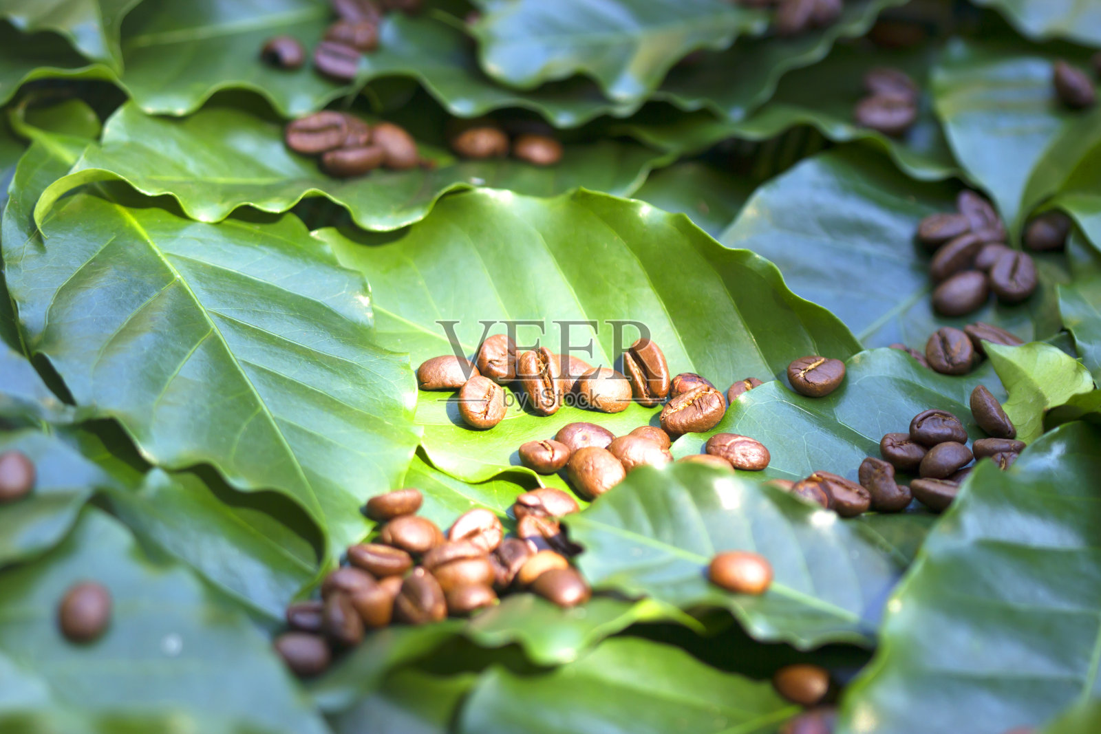 新鲜的青咖啡叶背景照片摄影图片