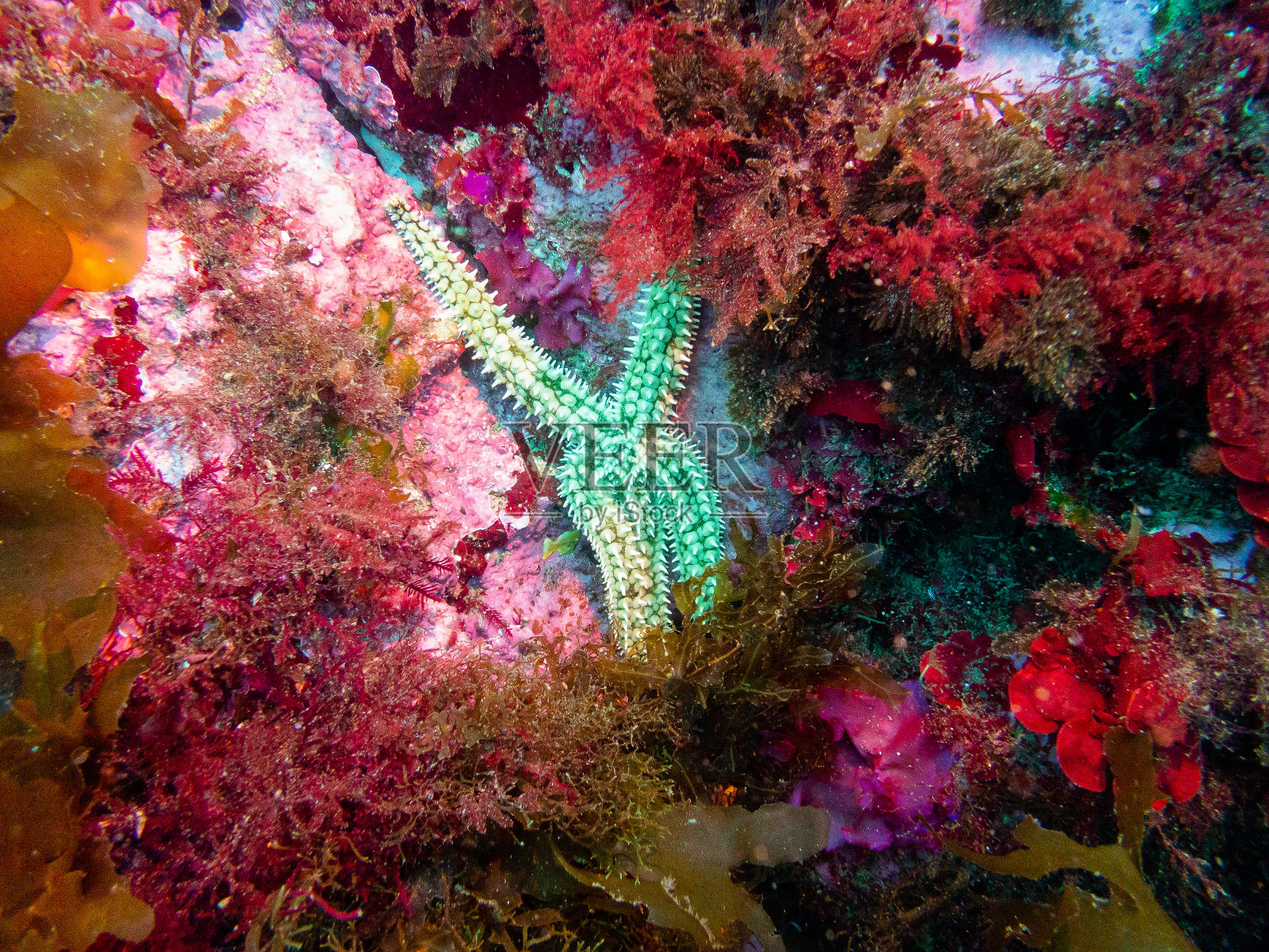 海底照片摄影图片