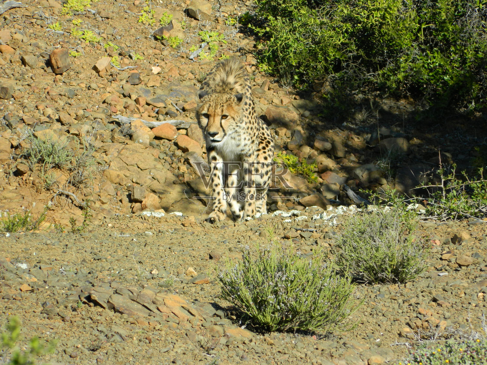 跟踪猎豹照片摄影图片