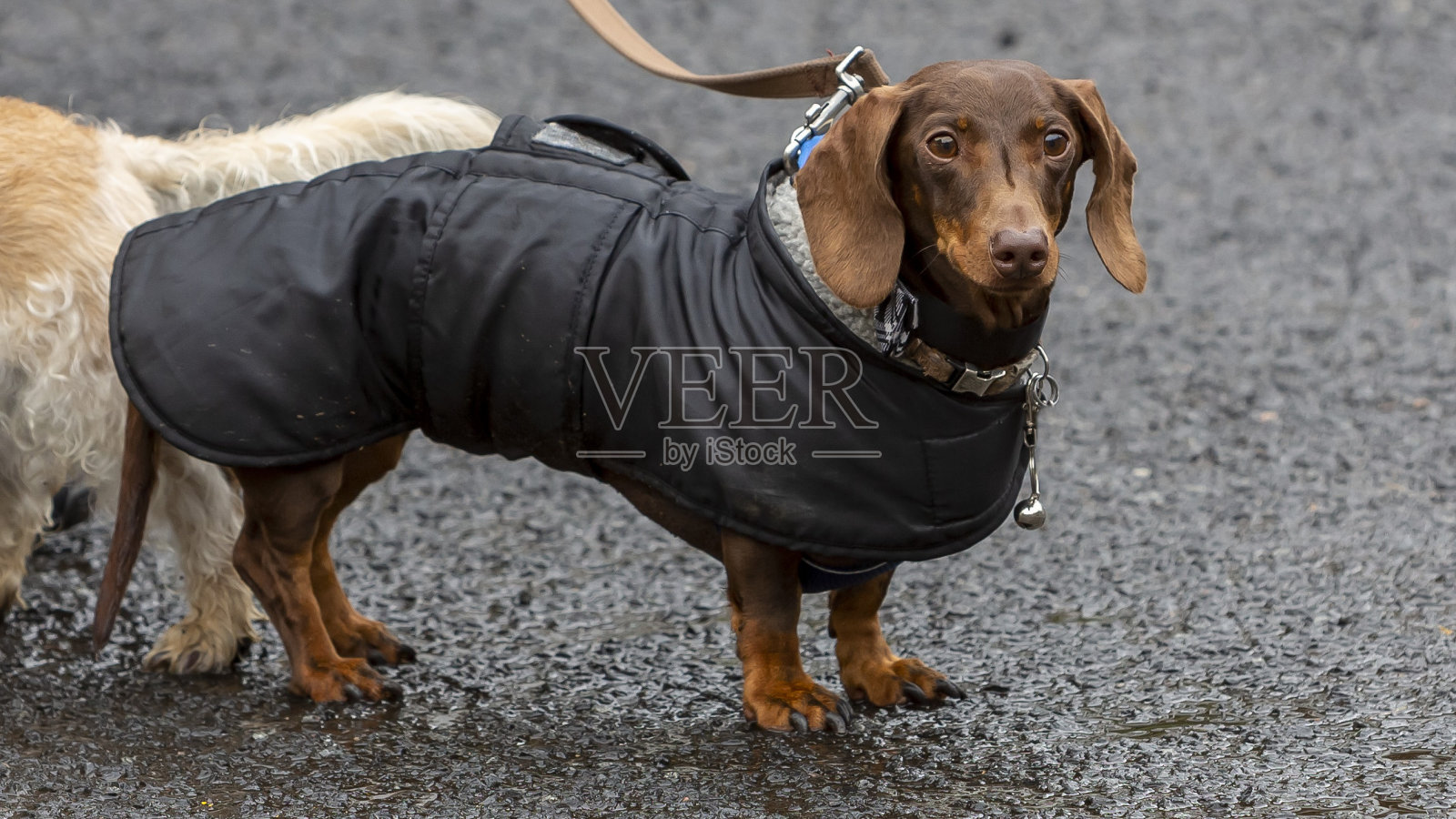 穿着雨衣的韦纳狗。照片摄影图片