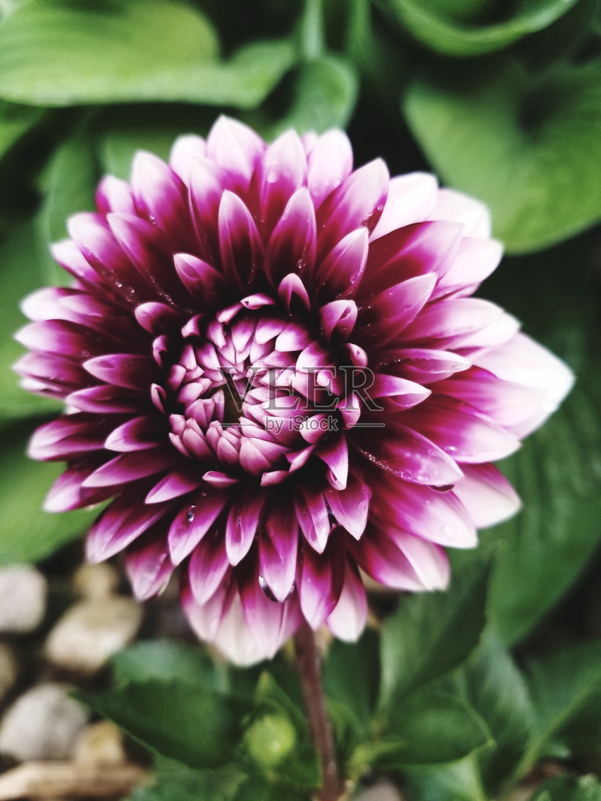 盛开照片摄影图片