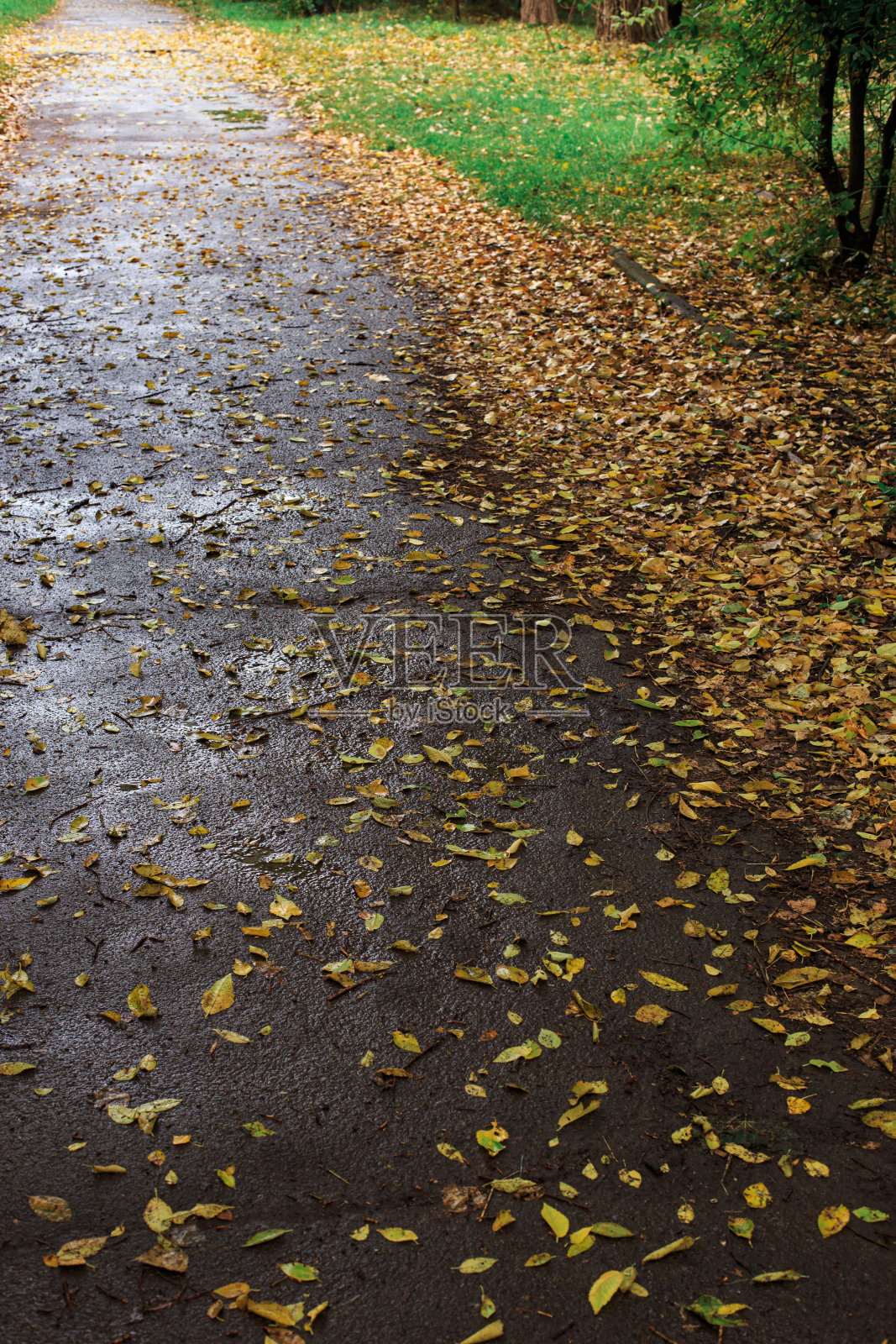 柏油路上的落叶。雨后秋天的人行道。照片摄影图片