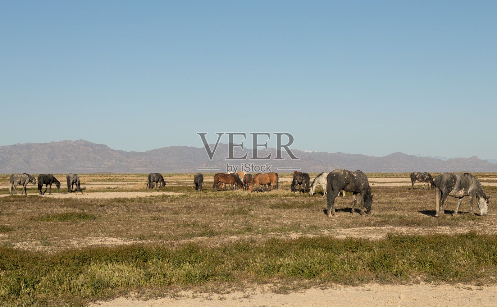 春天犹他州的野马照片摄影图片