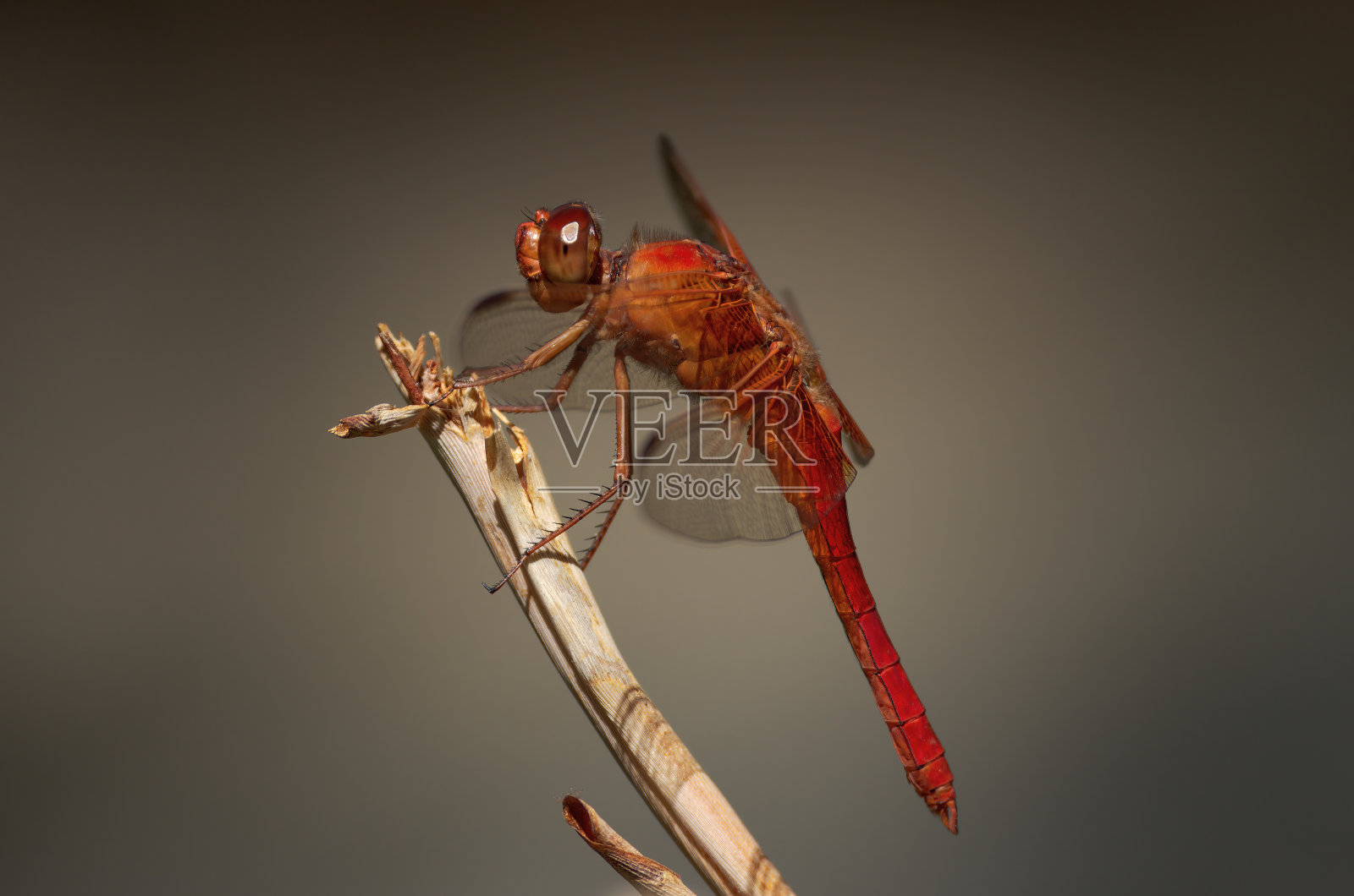 蜻蜓栖息照片摄影图片