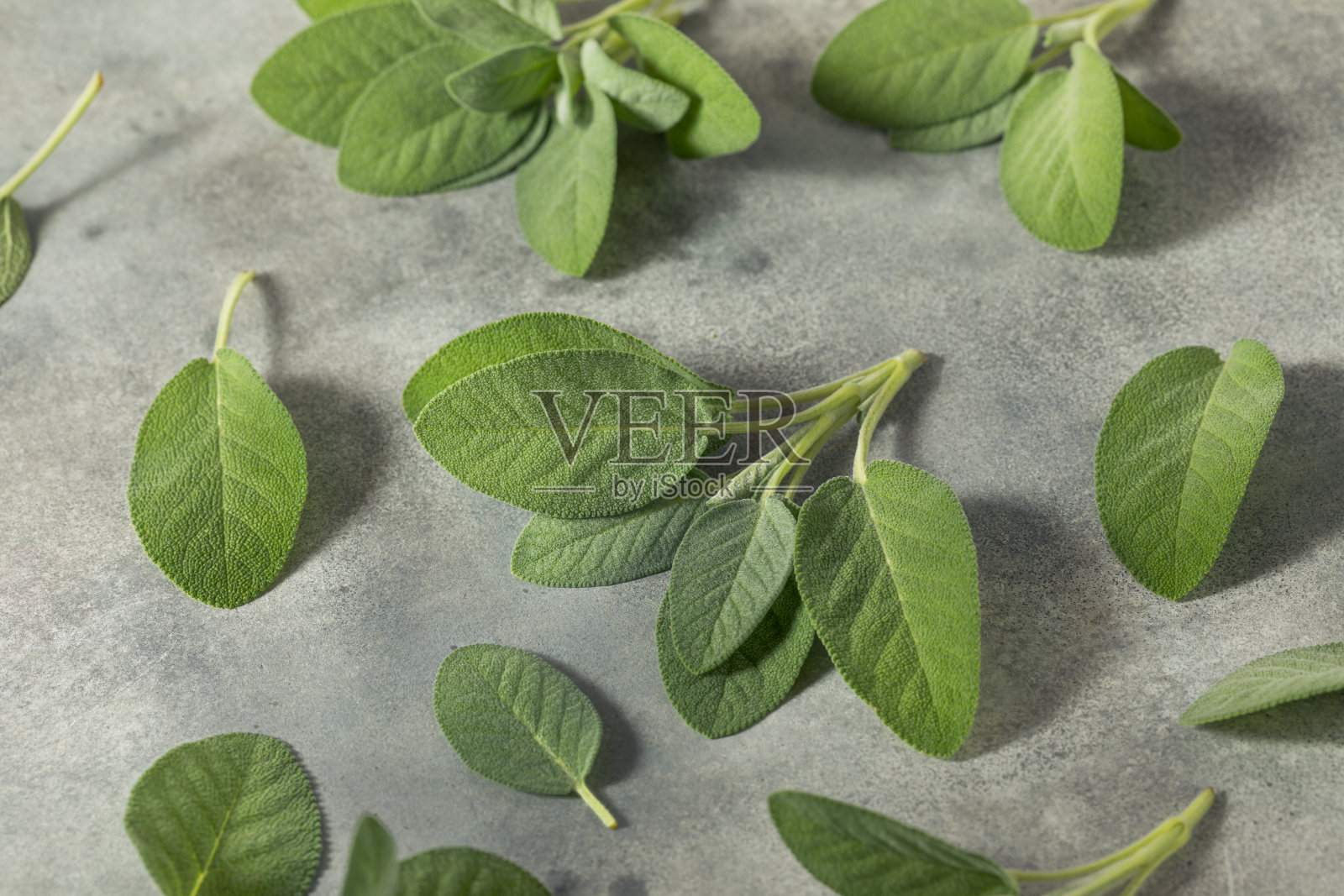 生的绿色有机鼠尾草照片摄影图片