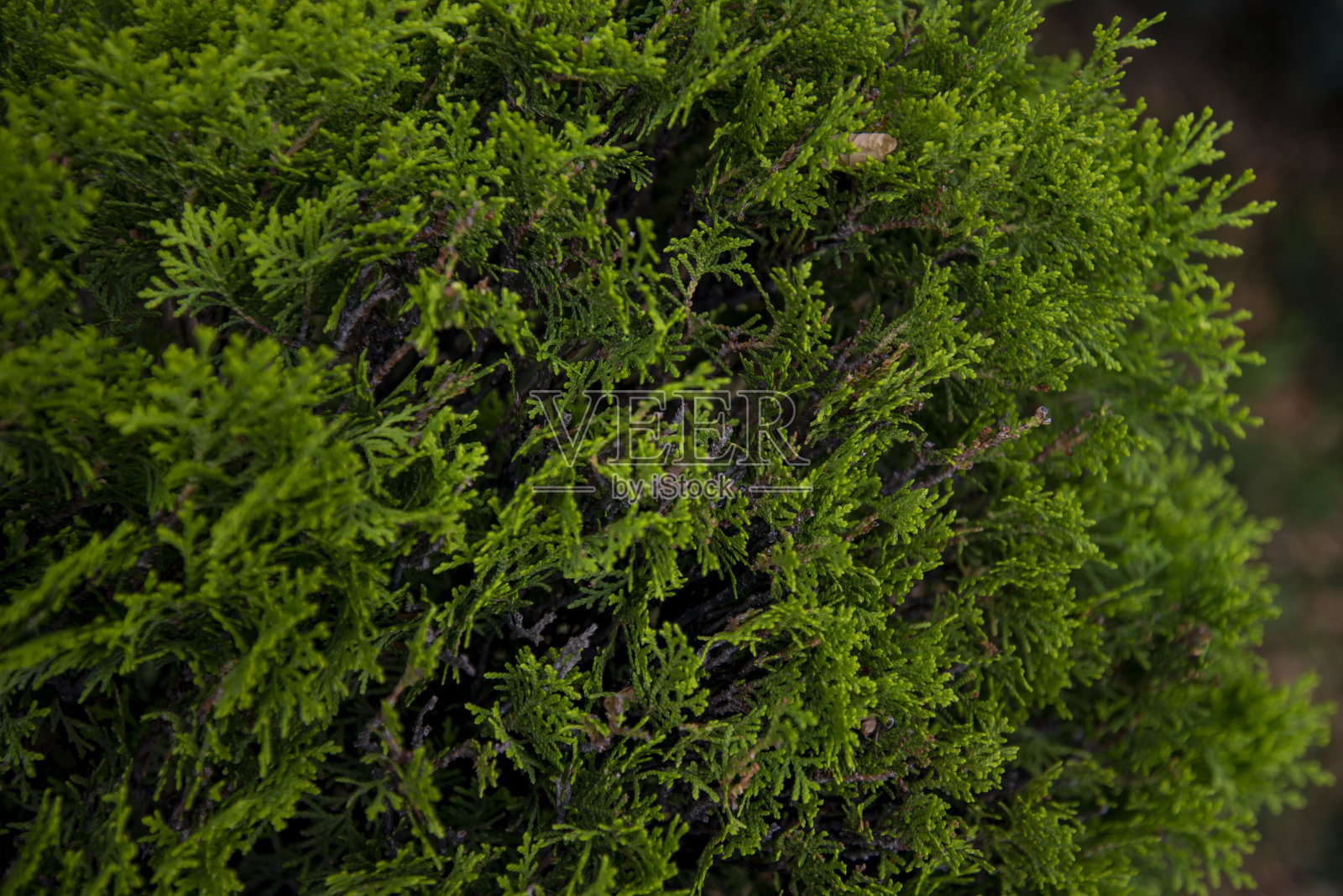 绿色松叶的特写图像。这张图片适合做背景照片摄影图片