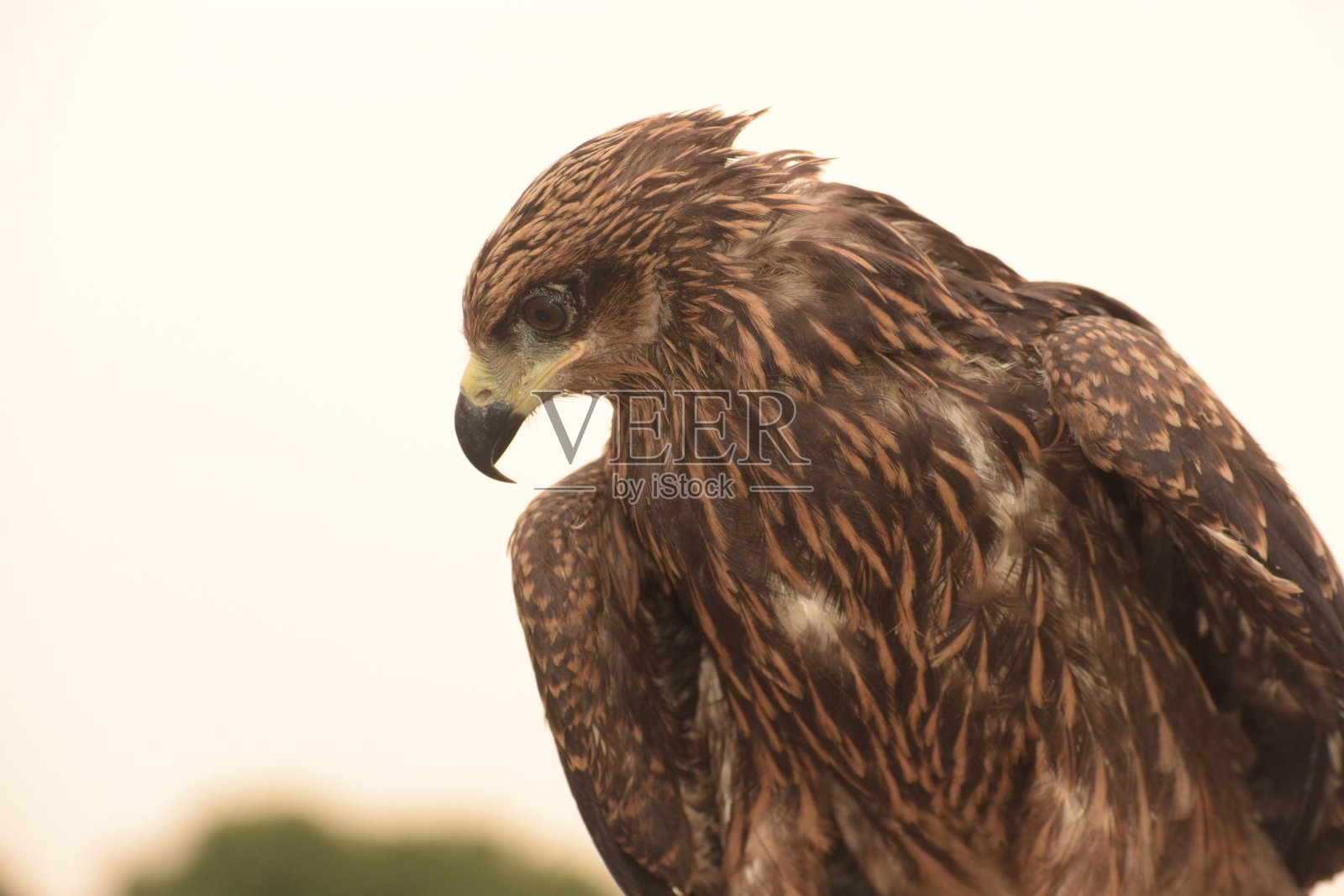 黑色的风筝照片摄影图片