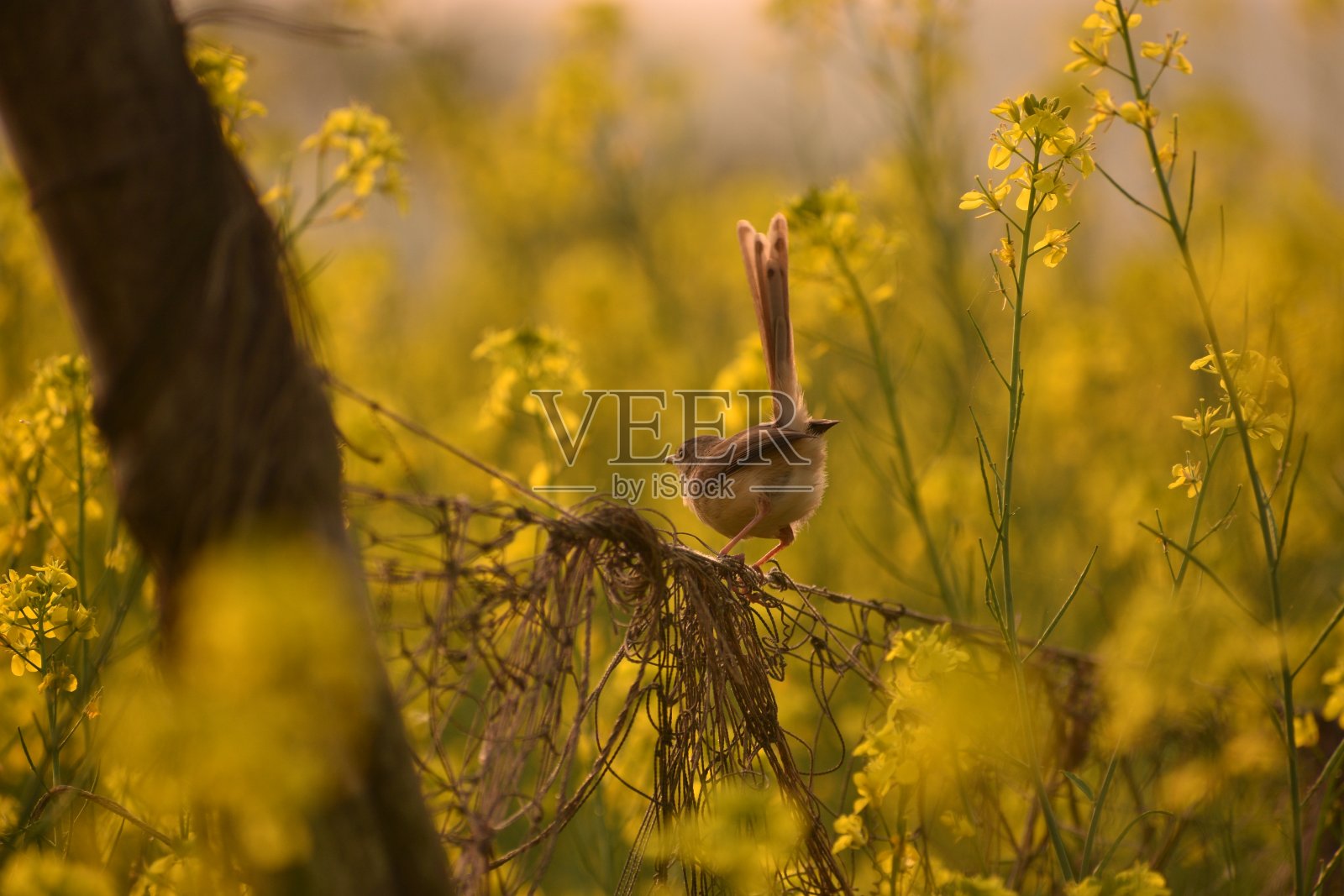 黄花植物背景小鸟照片摄影图片