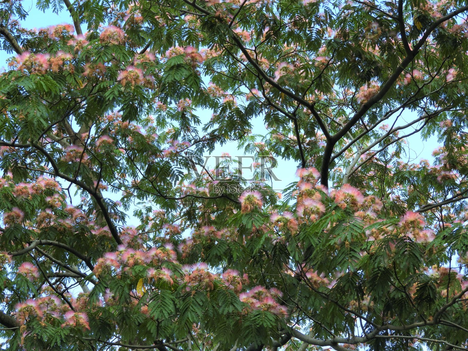 春季樱花低视角照片摄影图片