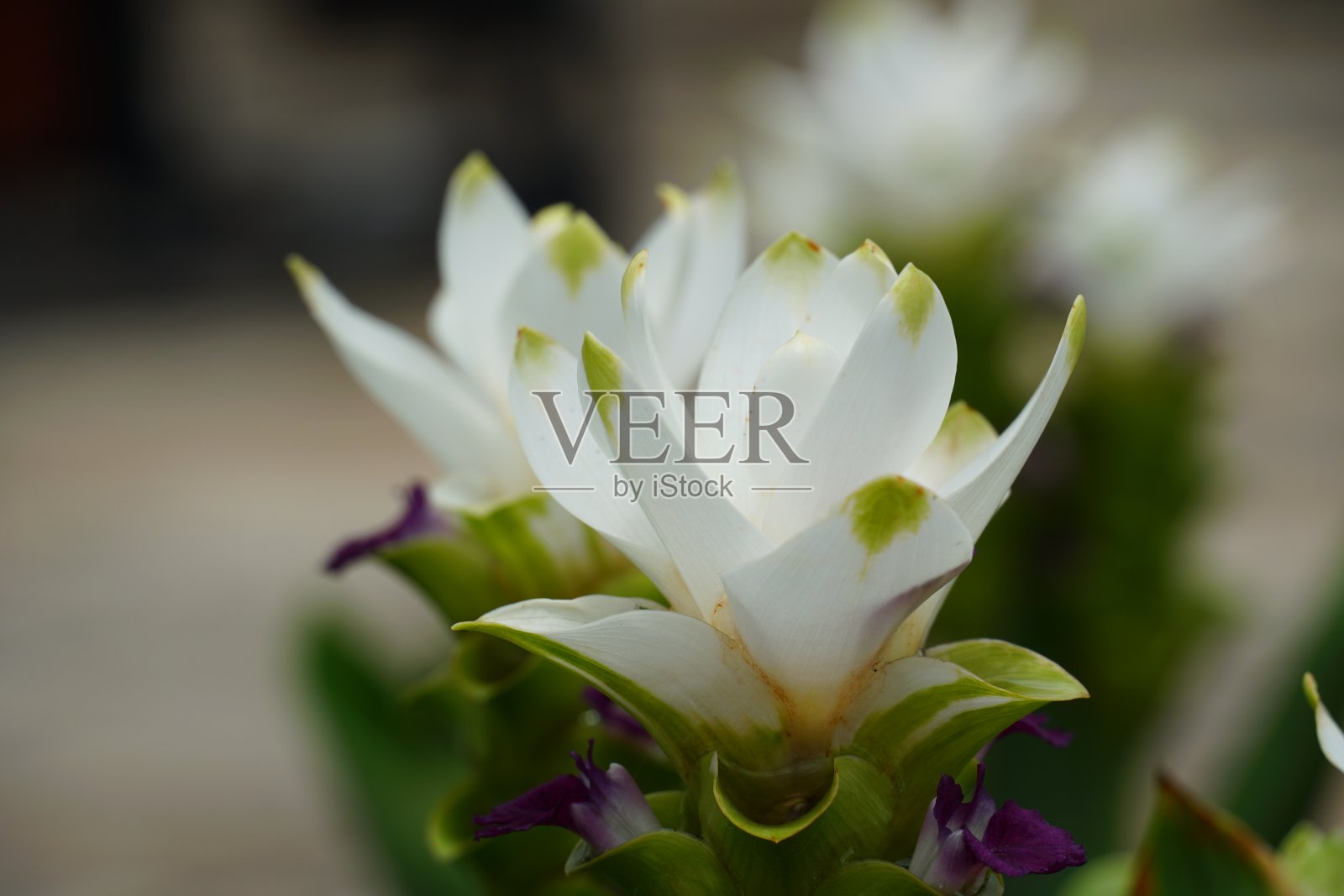 姜黄花，造型独特照片摄影图片