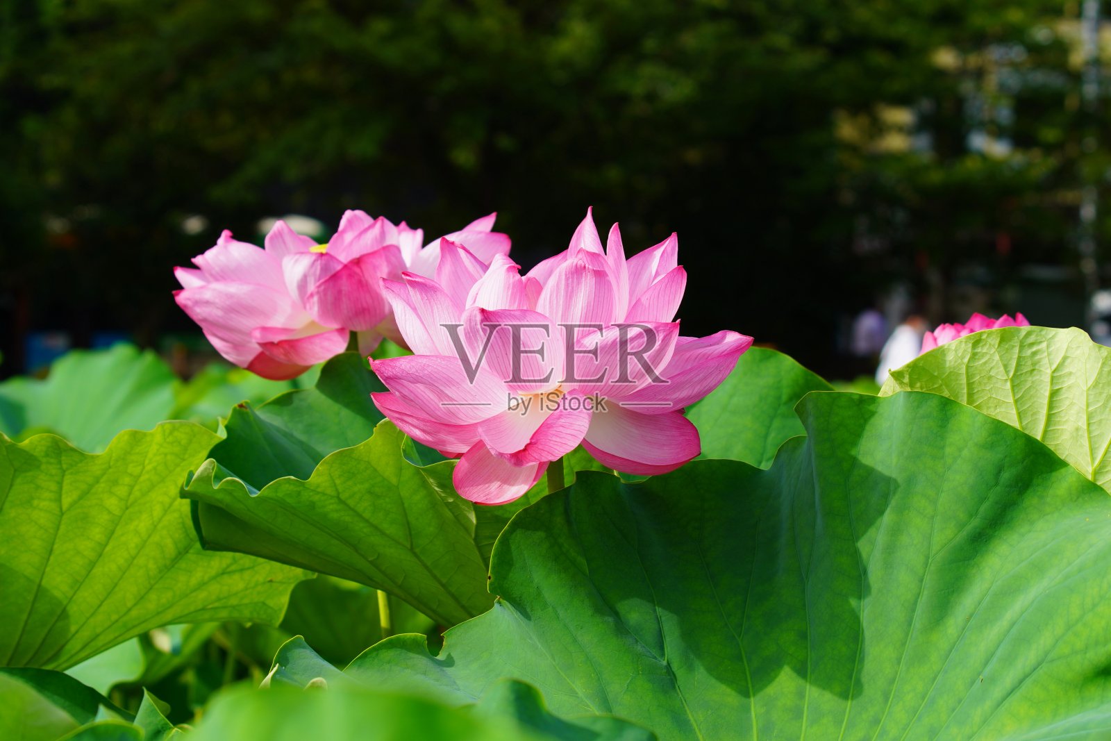 上野不忍池盛开的荷花照片摄影图片