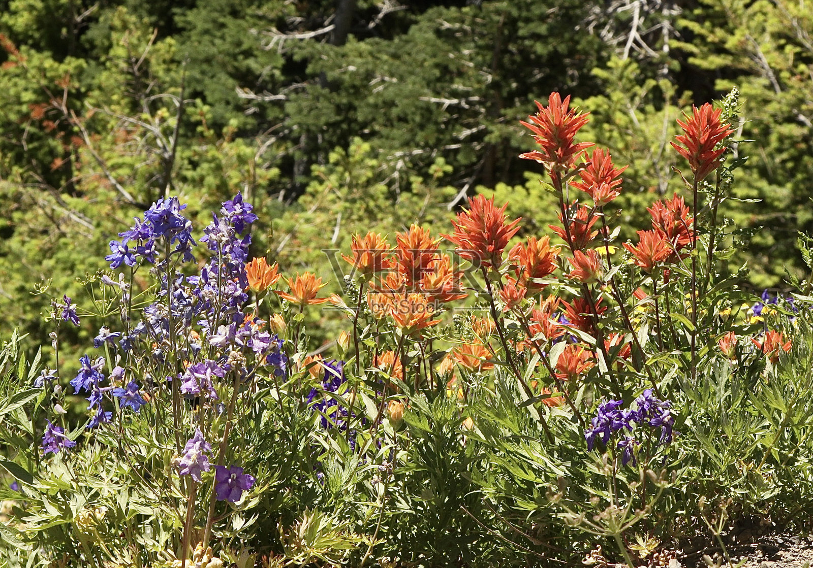 高山花朵照片摄影图片