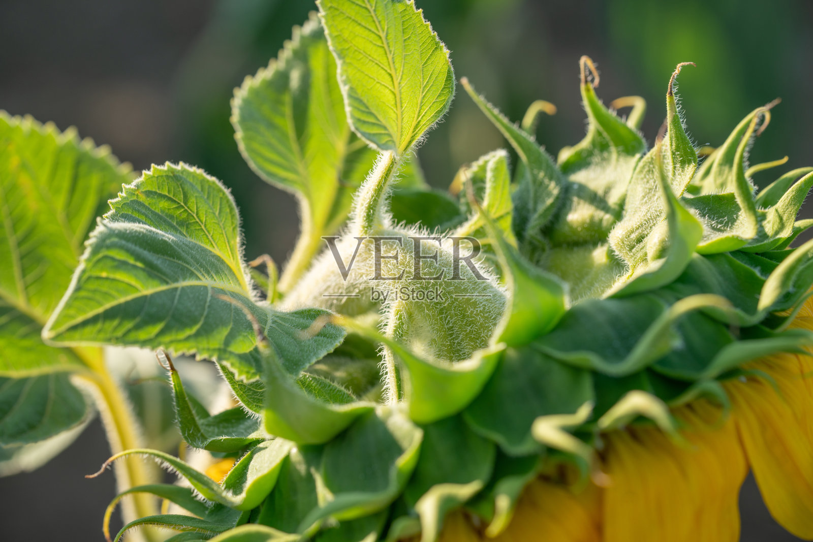 向日葵向下看的特写照片摄影图片