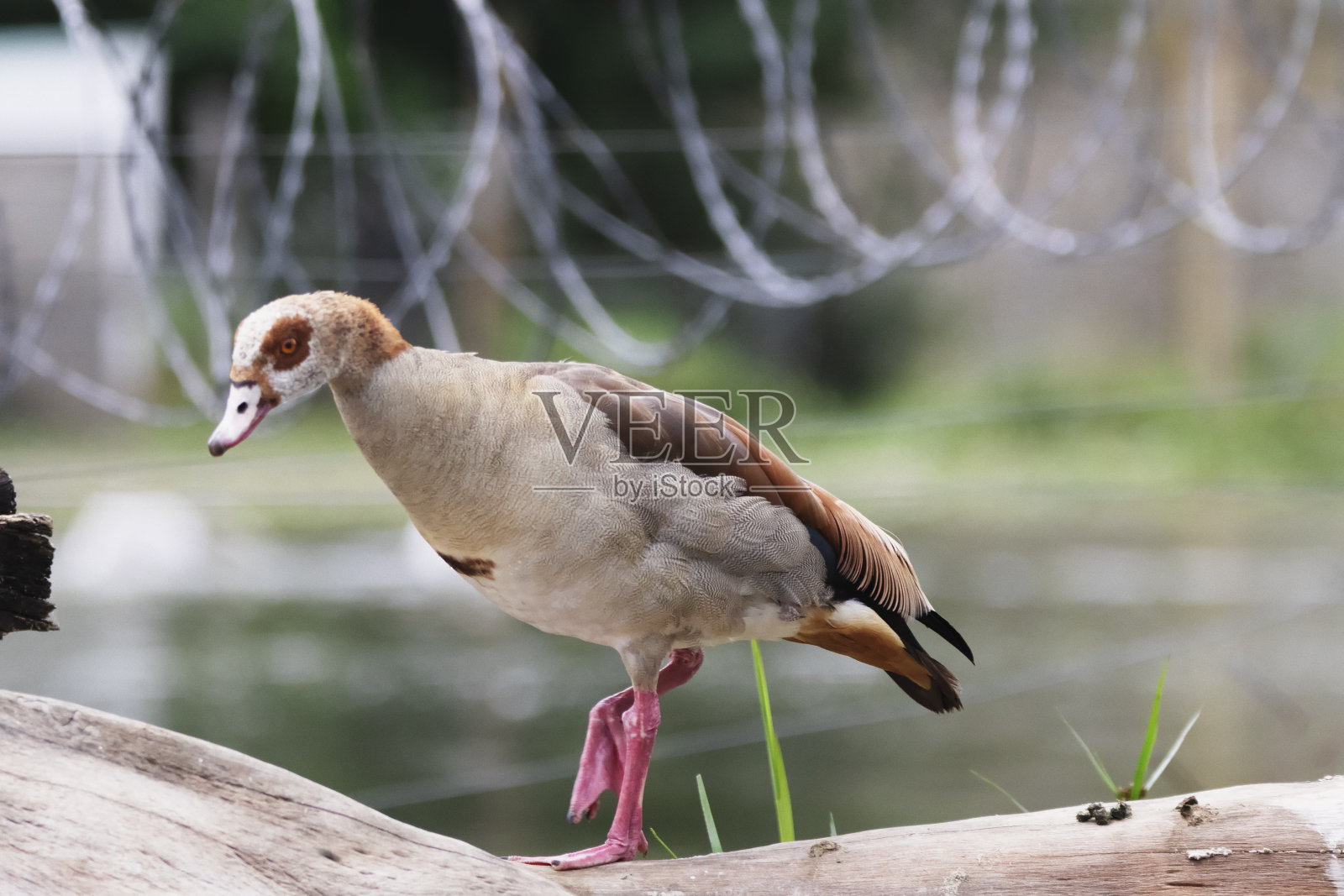 埃及的鹅照片摄影图片
