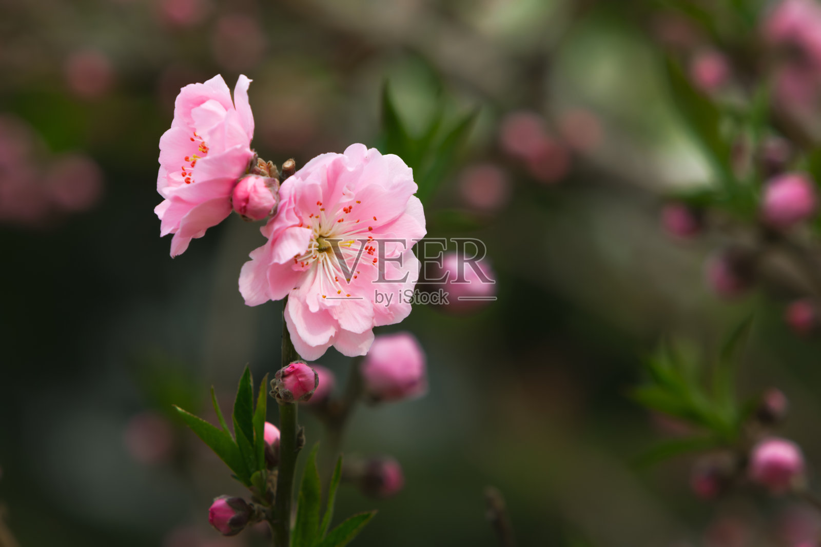 李子bossom照片摄影图片