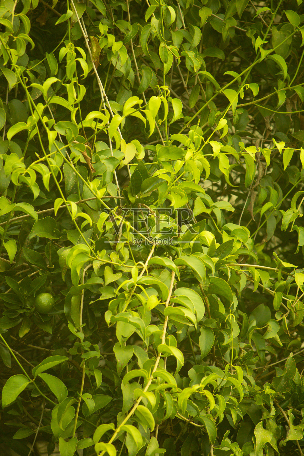 自然照片摄影图片