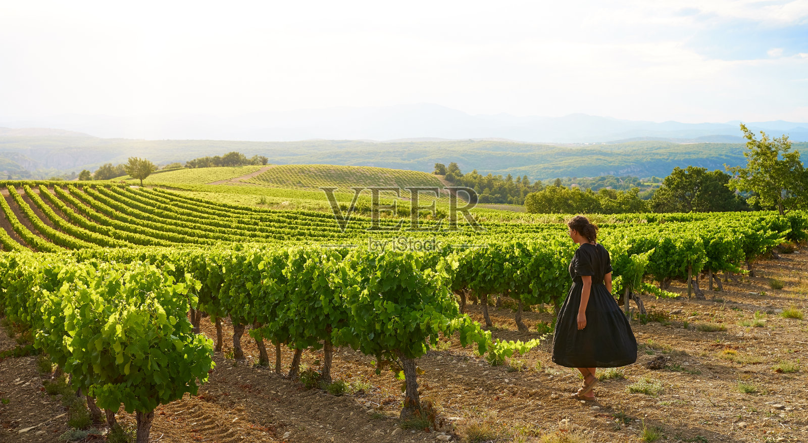 日落时分，黑裙女子走过葡萄园照片摄影图片