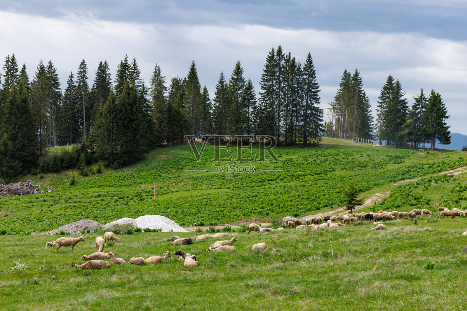 山坡上的草地上的羊群，背景是云杉林和植被繁茂的Rhodope山脉照片摄影图片