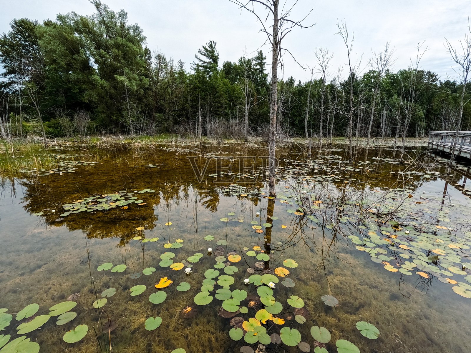 内河航道林地的思考照片摄影图片