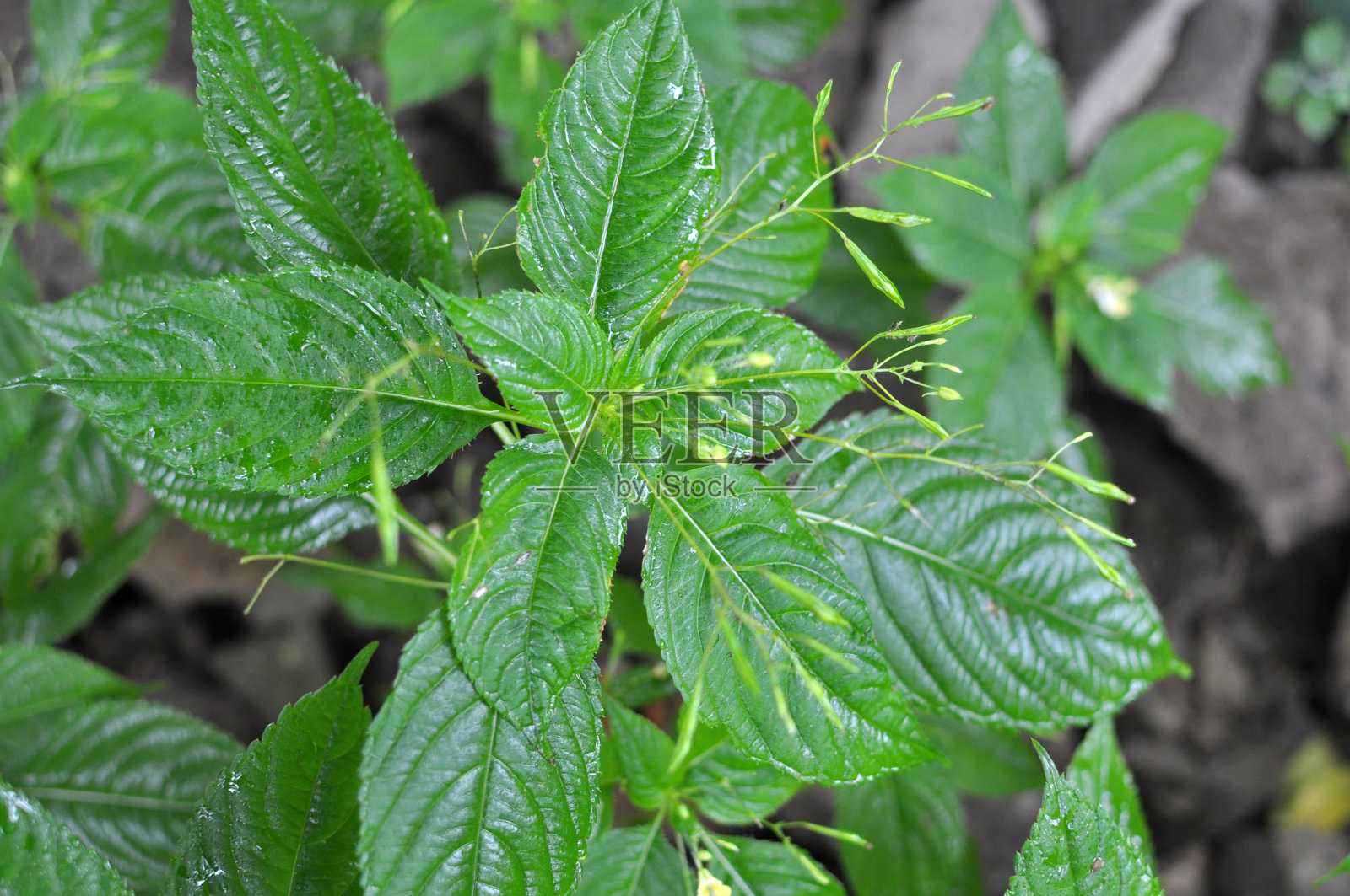 凤仙花生长在野外照片摄影图片