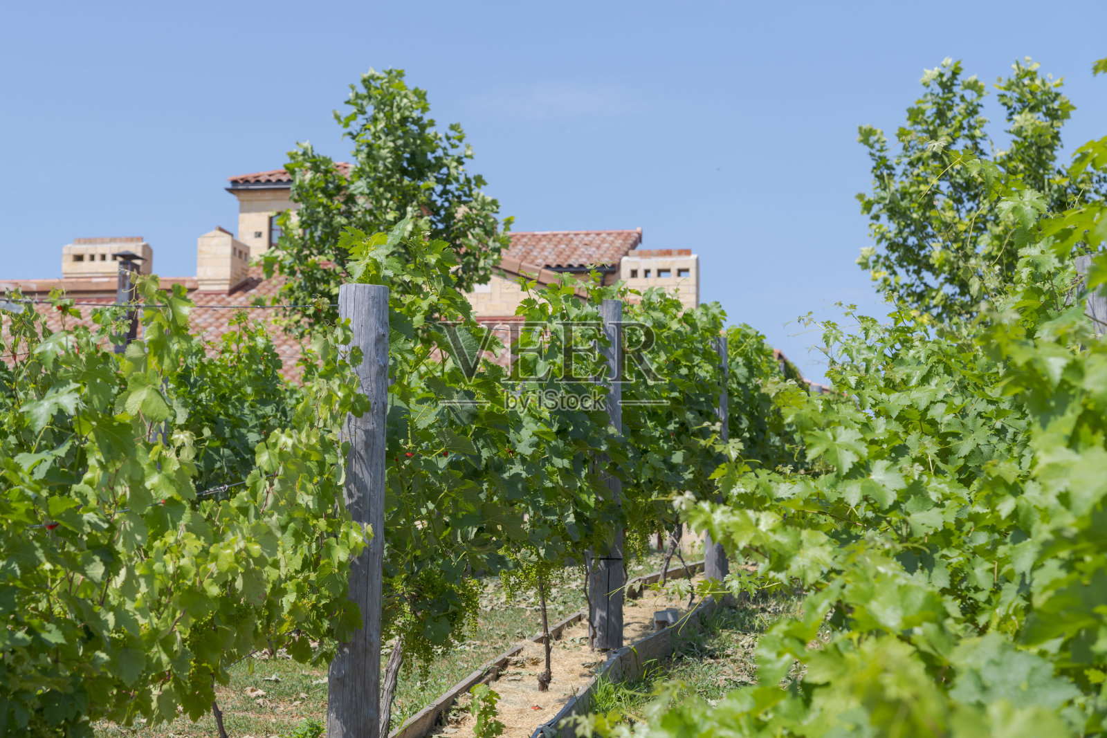 阳光灿烂的葡萄园照片摄影图片