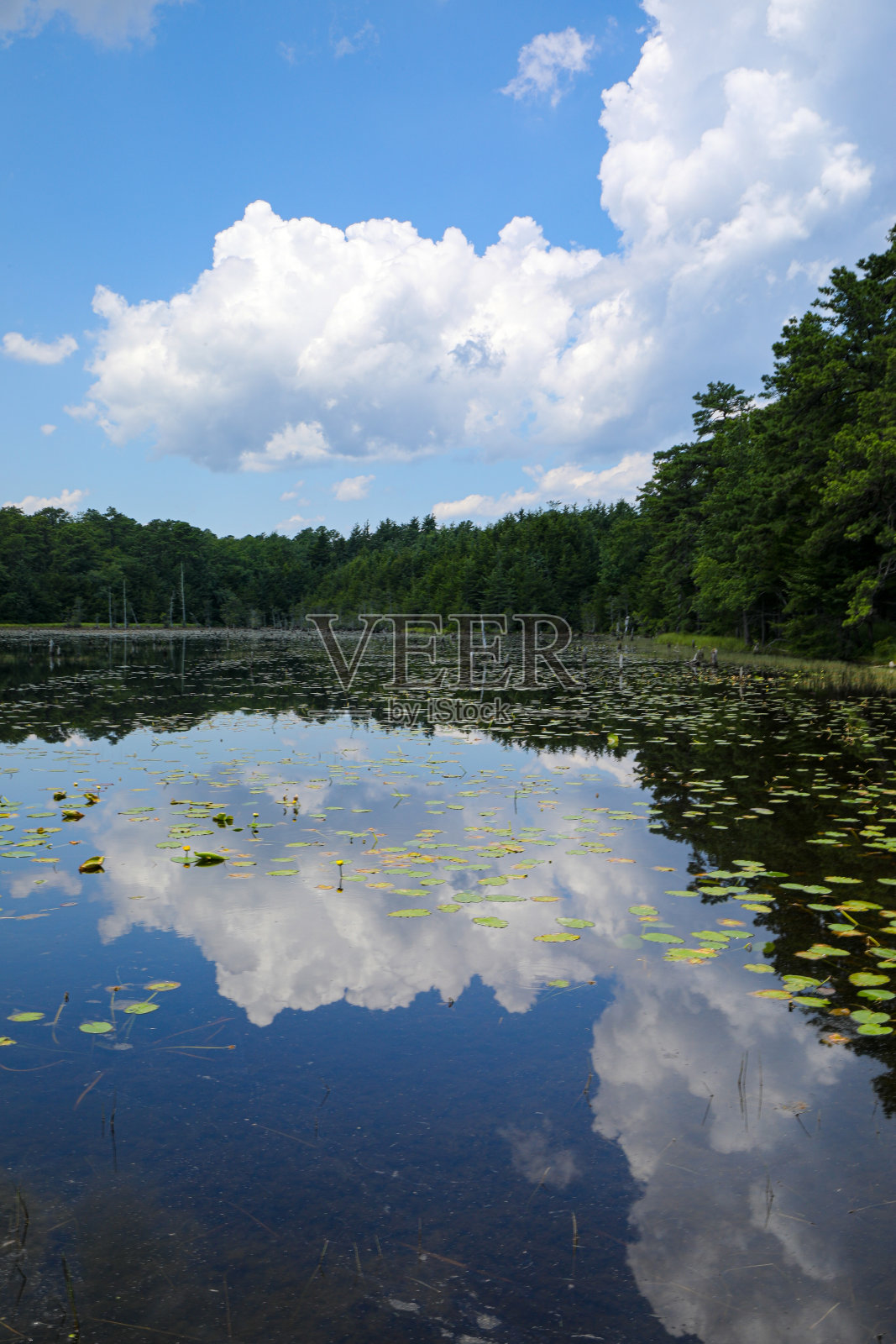 池塘倒影照片摄影图片