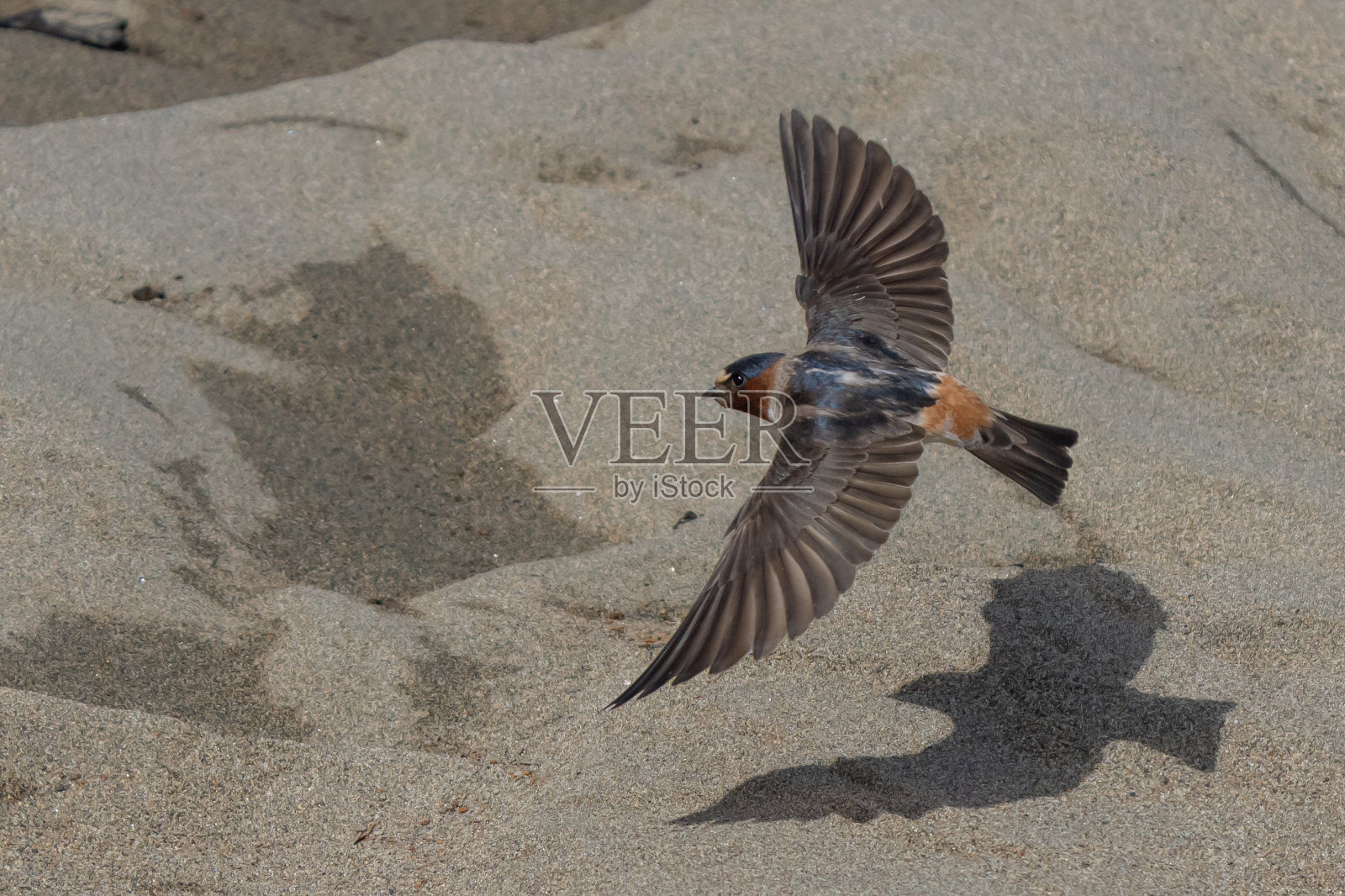 悬崖燕子在优雅的飞行照片摄影图片