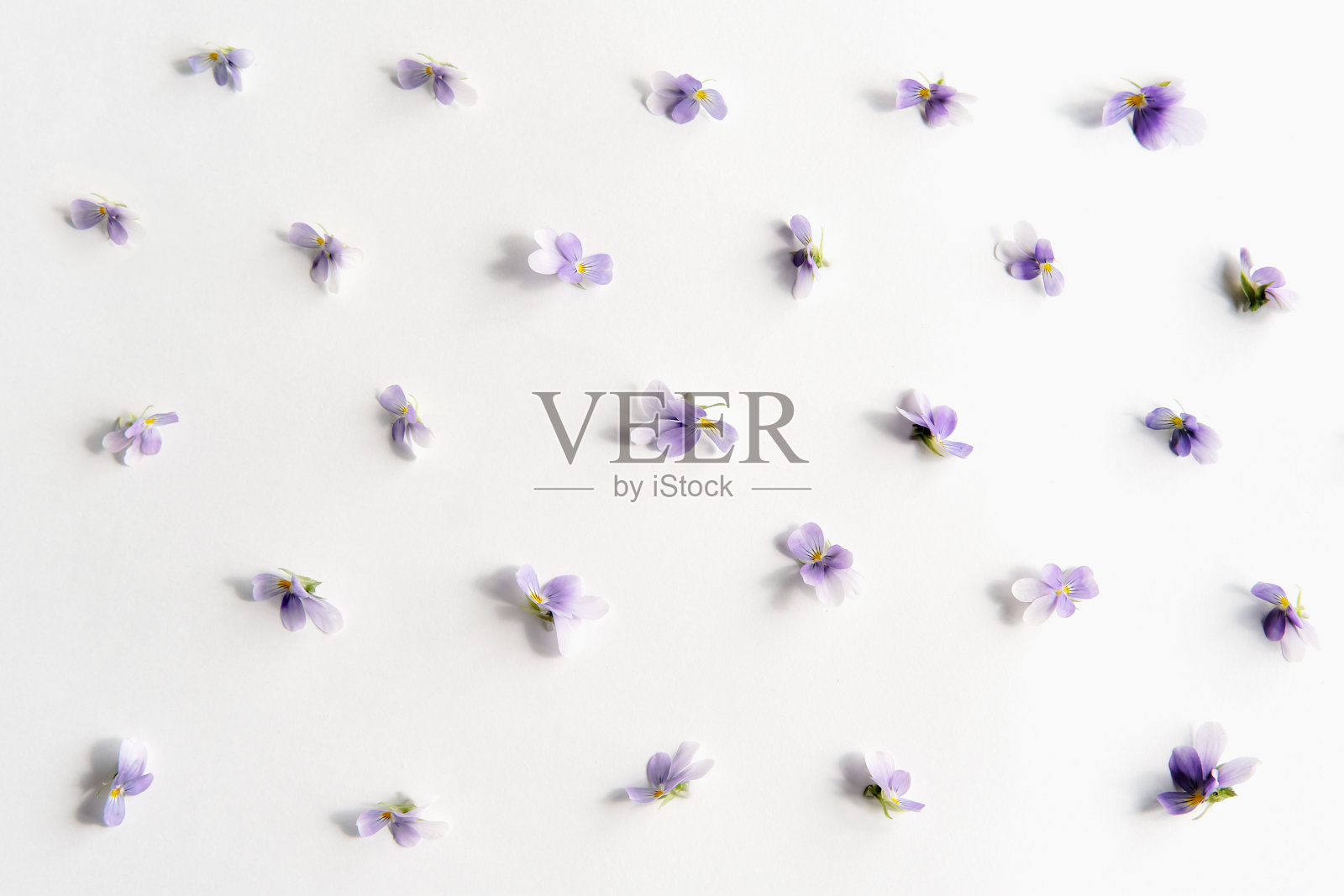 平铺构图，白色背景上有小紫罗兰花。花的背景。照片摄影图片