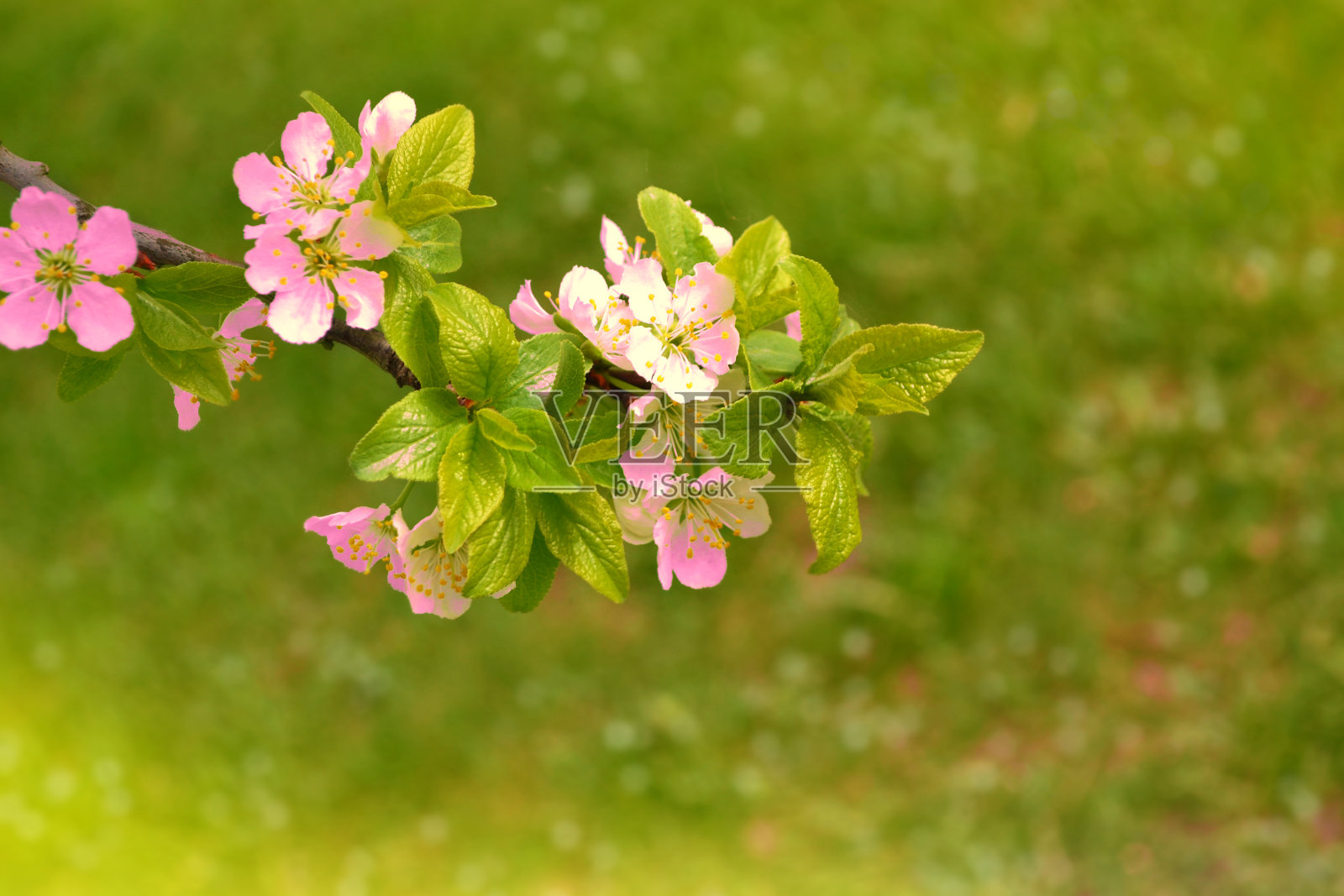 樱花盛开的分支。鲜艳多彩的春花照片摄影图片