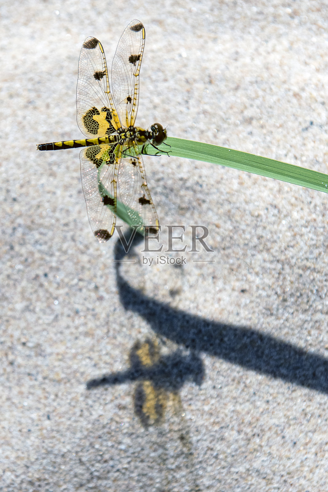 黄色蜻蜓在绿色叶片上照片摄影图片
