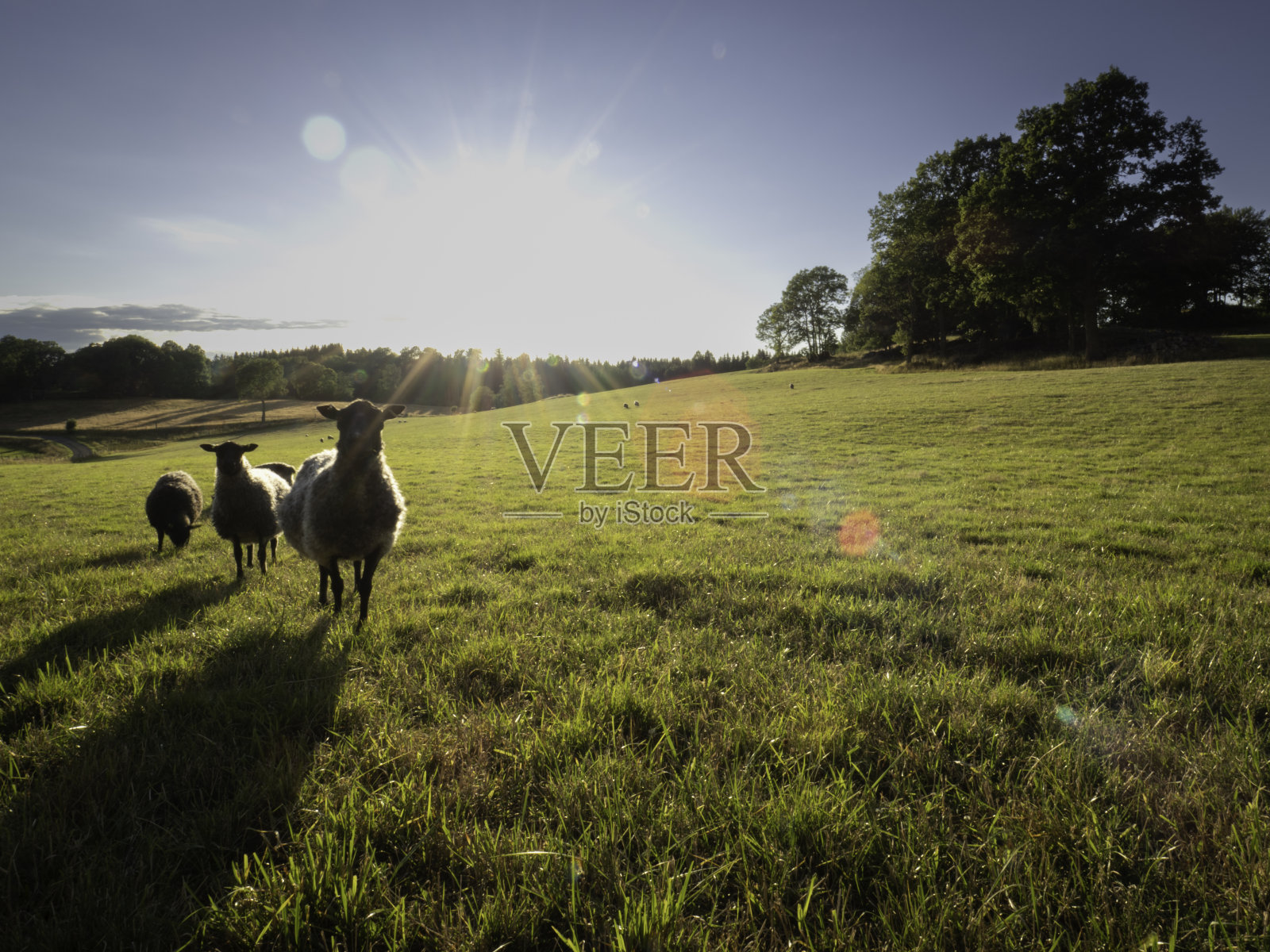 野猪 - 福塞姆 - 瑞典 - 2022年7月照片摄影图片