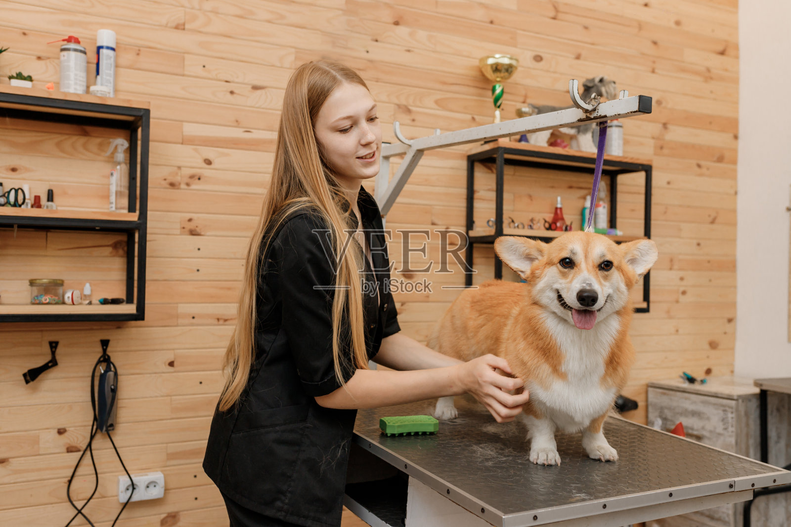在美容院，一名女子用梳子梳理洗澡后的威尔士柯基彭布罗克犬的皮毛。在兽医水疗中心做发型的宠物美容师照片摄影图片