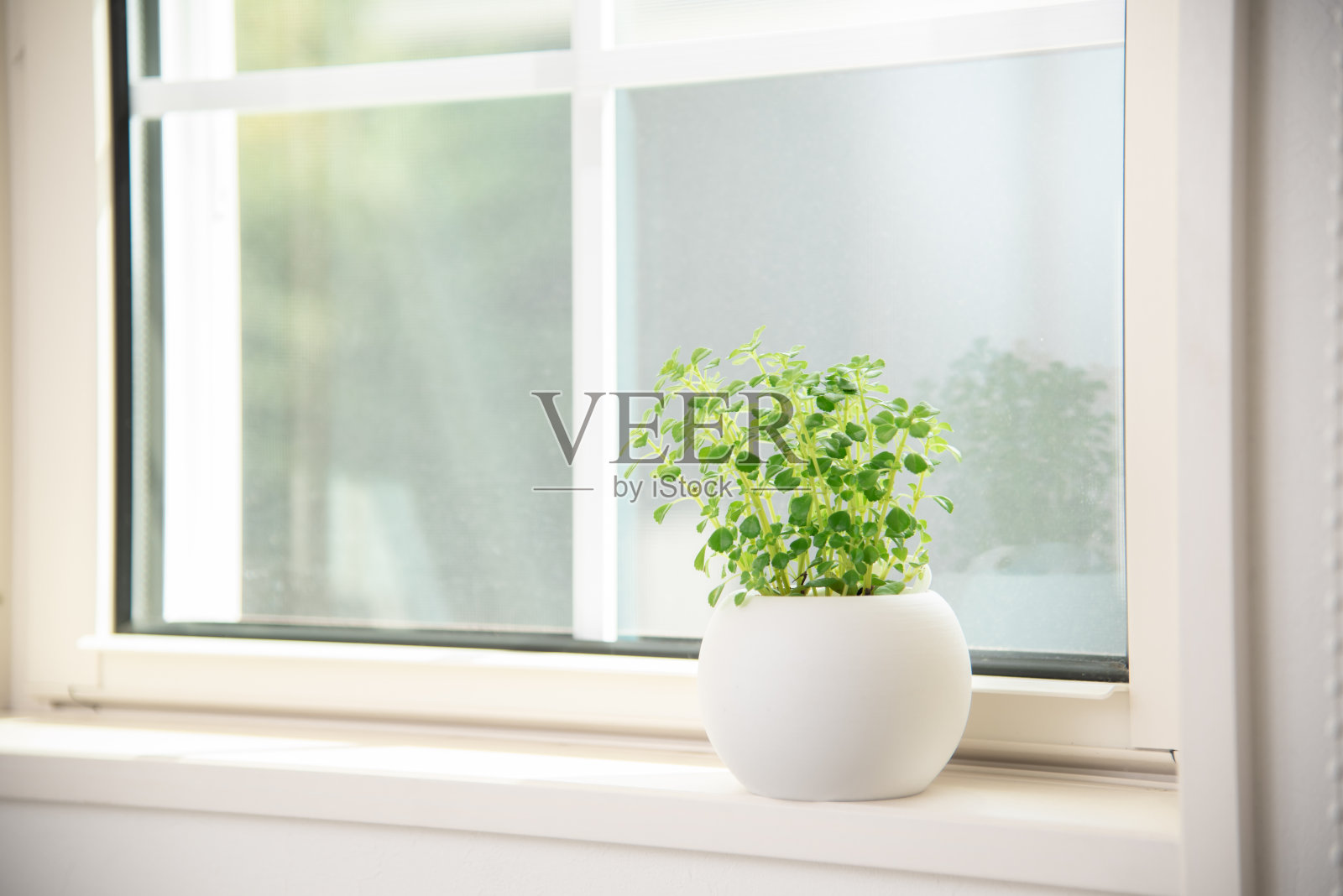 窗边的室内植物照片摄影图片