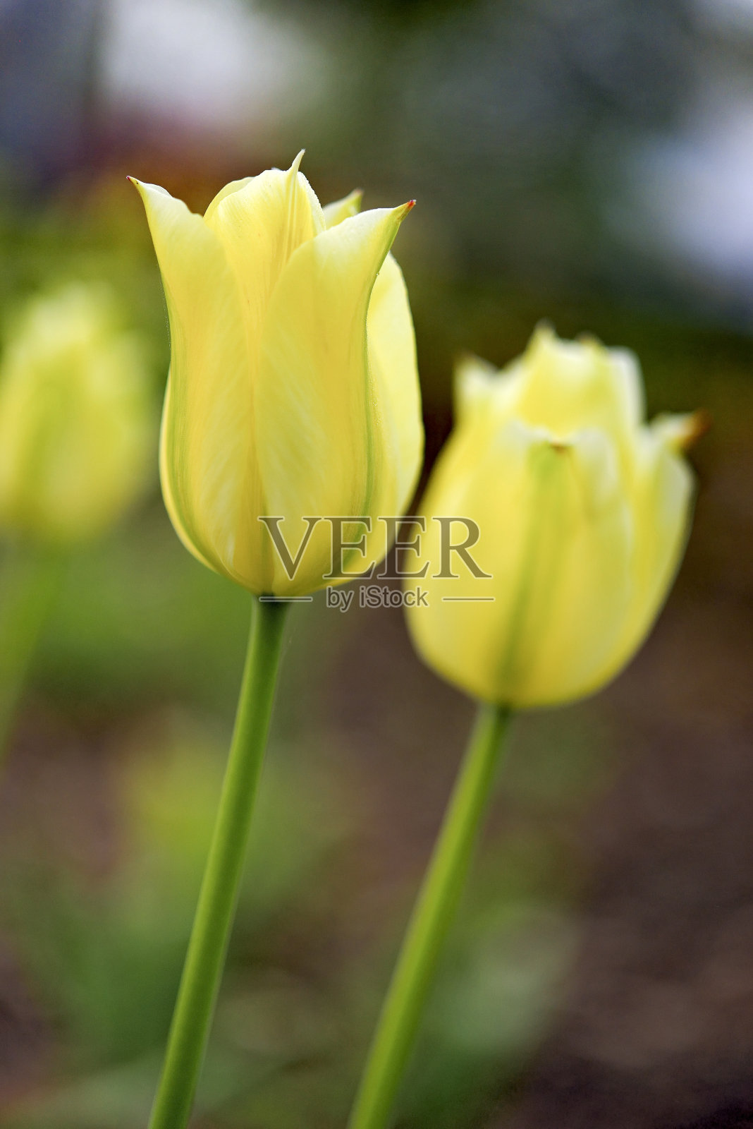 郁金香-属于百合科球茎植物的一个属。照片摄影图片