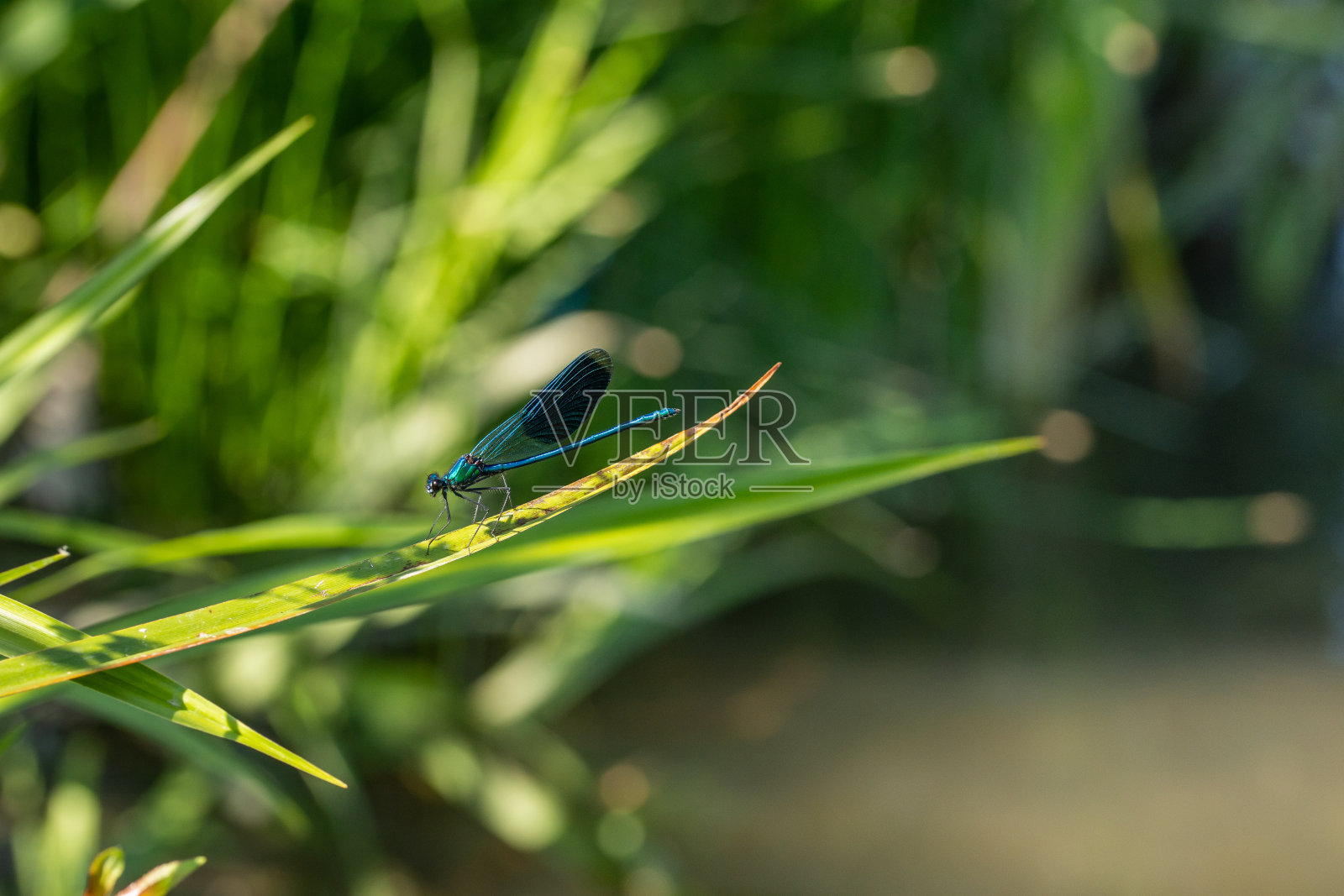 蜻蜓在一片叶子上照片摄影图片