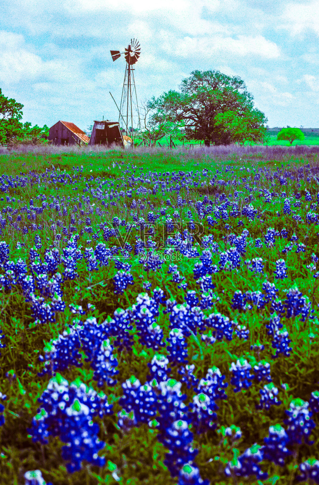 德州矢车菊草地上的风车照片摄影图片