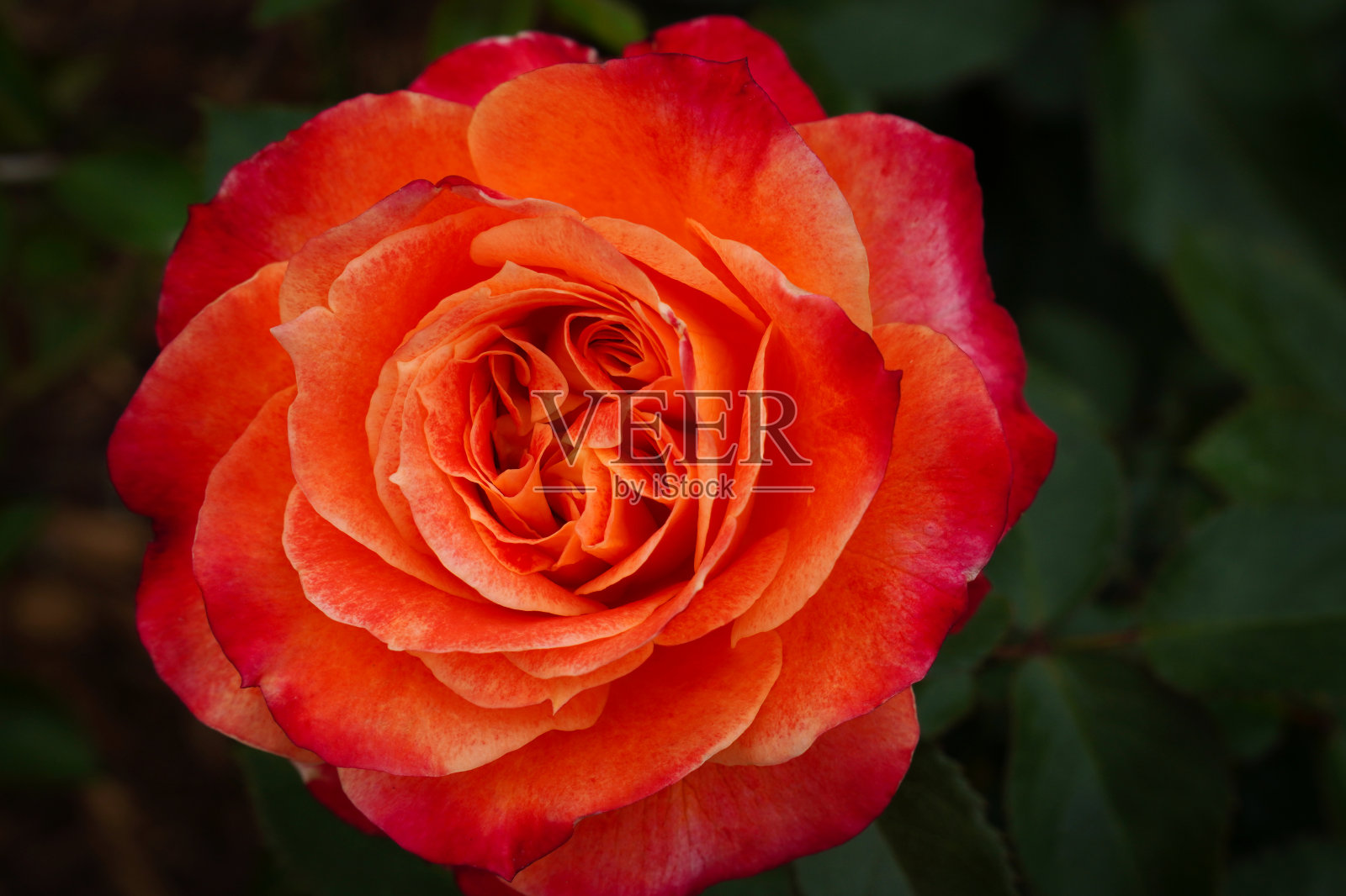 一朵盛开的红玫瑰的特写照片摄影图片