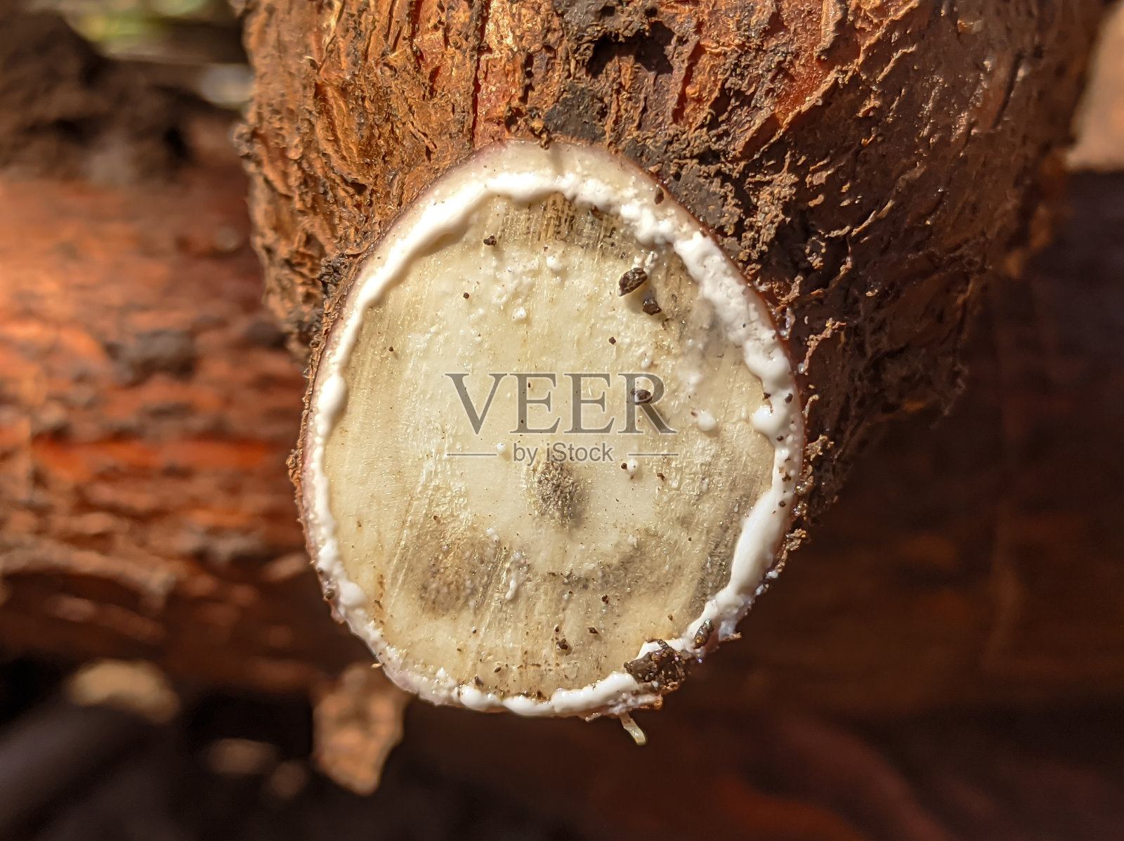 木薯口香糖照片摄影图片