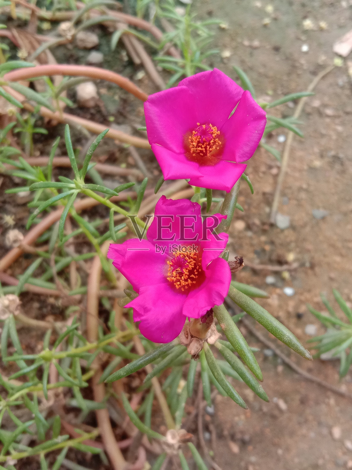 花美照片摄影图片