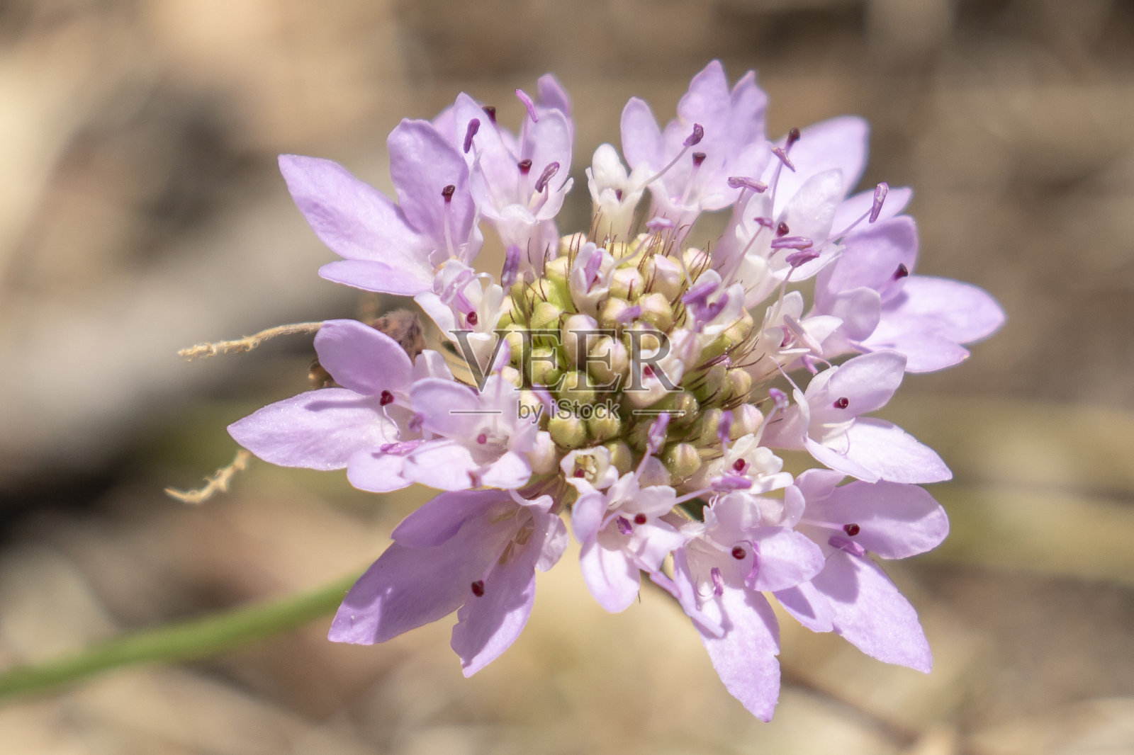 摩尔人的刷照片摄影图片