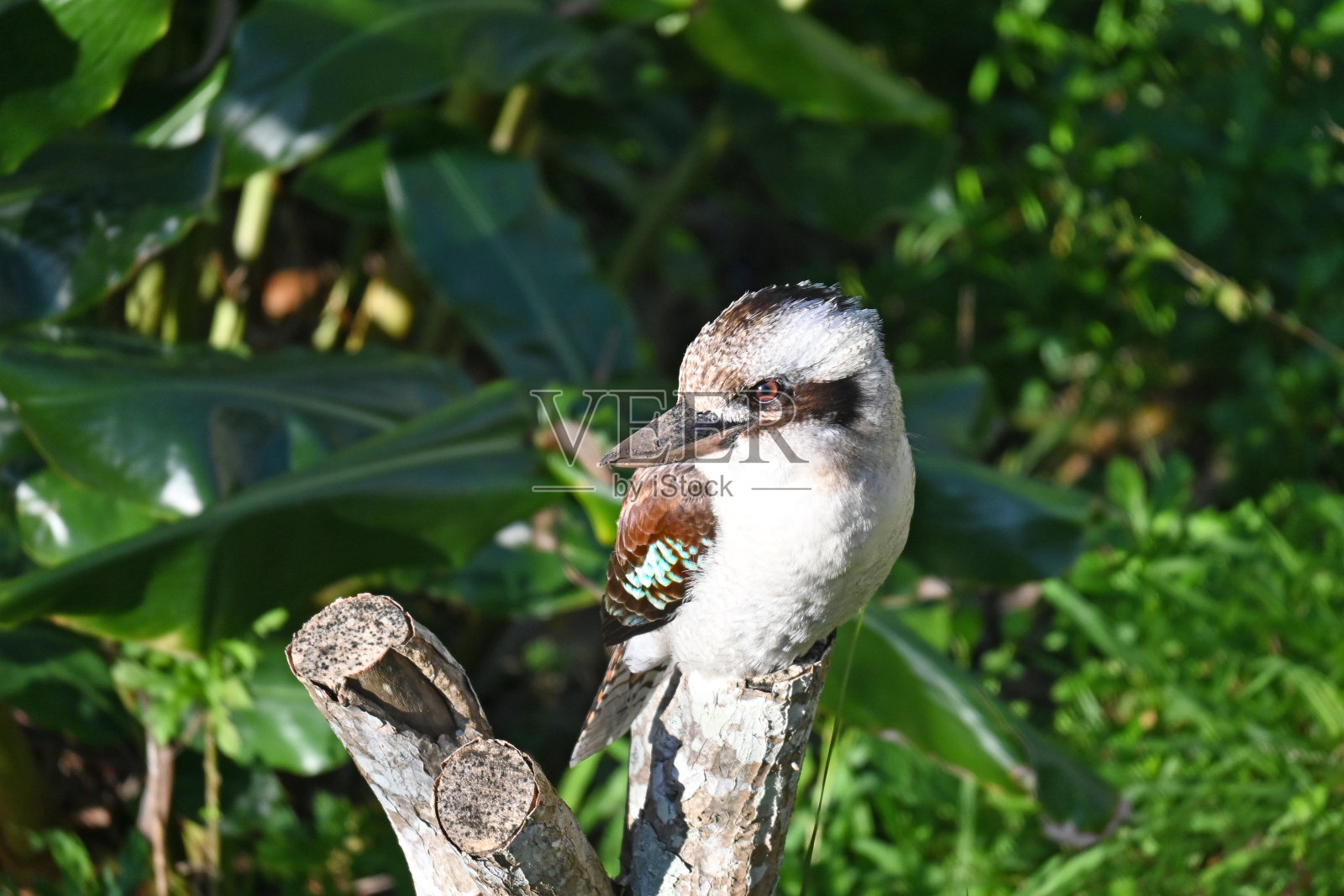 澳大利亚笑翠鸟照片摄影图片