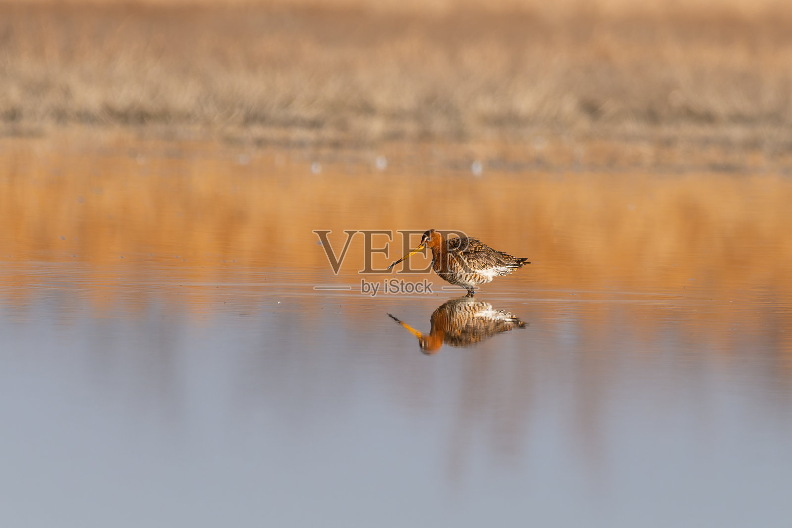 黑尾塍鹬——利摩沙湖上的利摩沙照片摄影图片