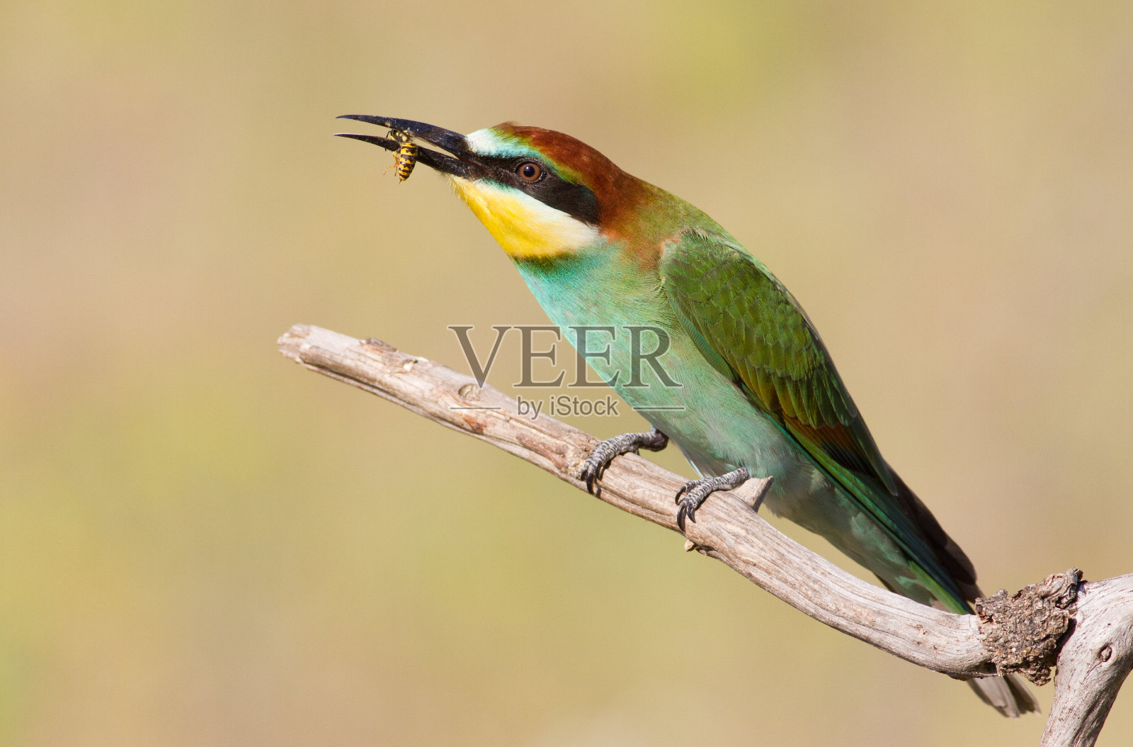 欧洲食蜂者，Merops apiaster。年轻的鸟。鸟的猎物照片摄影图片