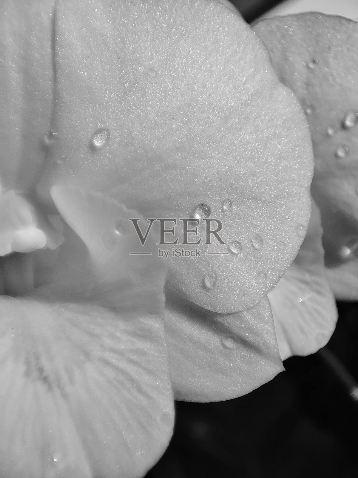 水滴在白色兰花上照片摄影图片